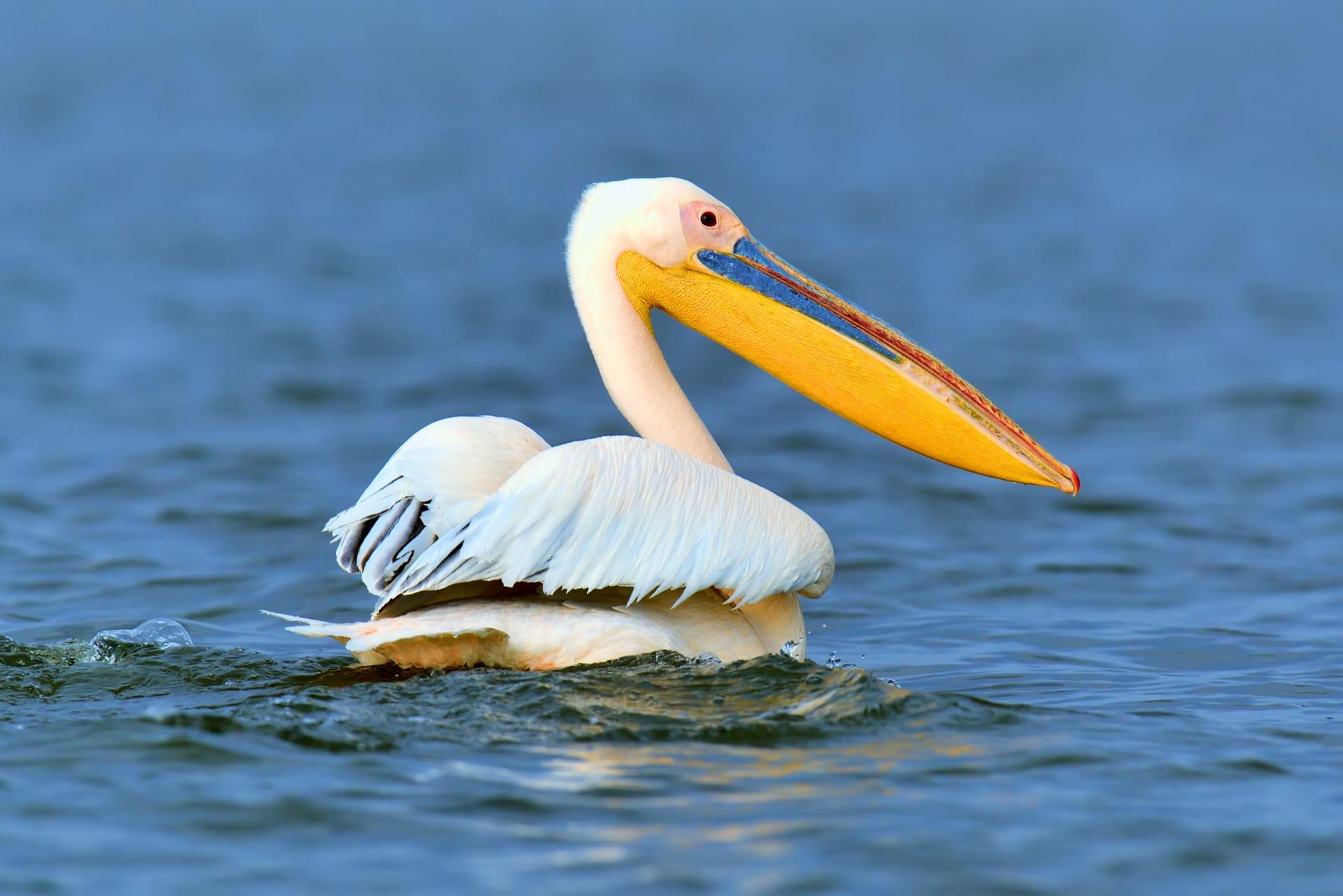 Pelican pictures