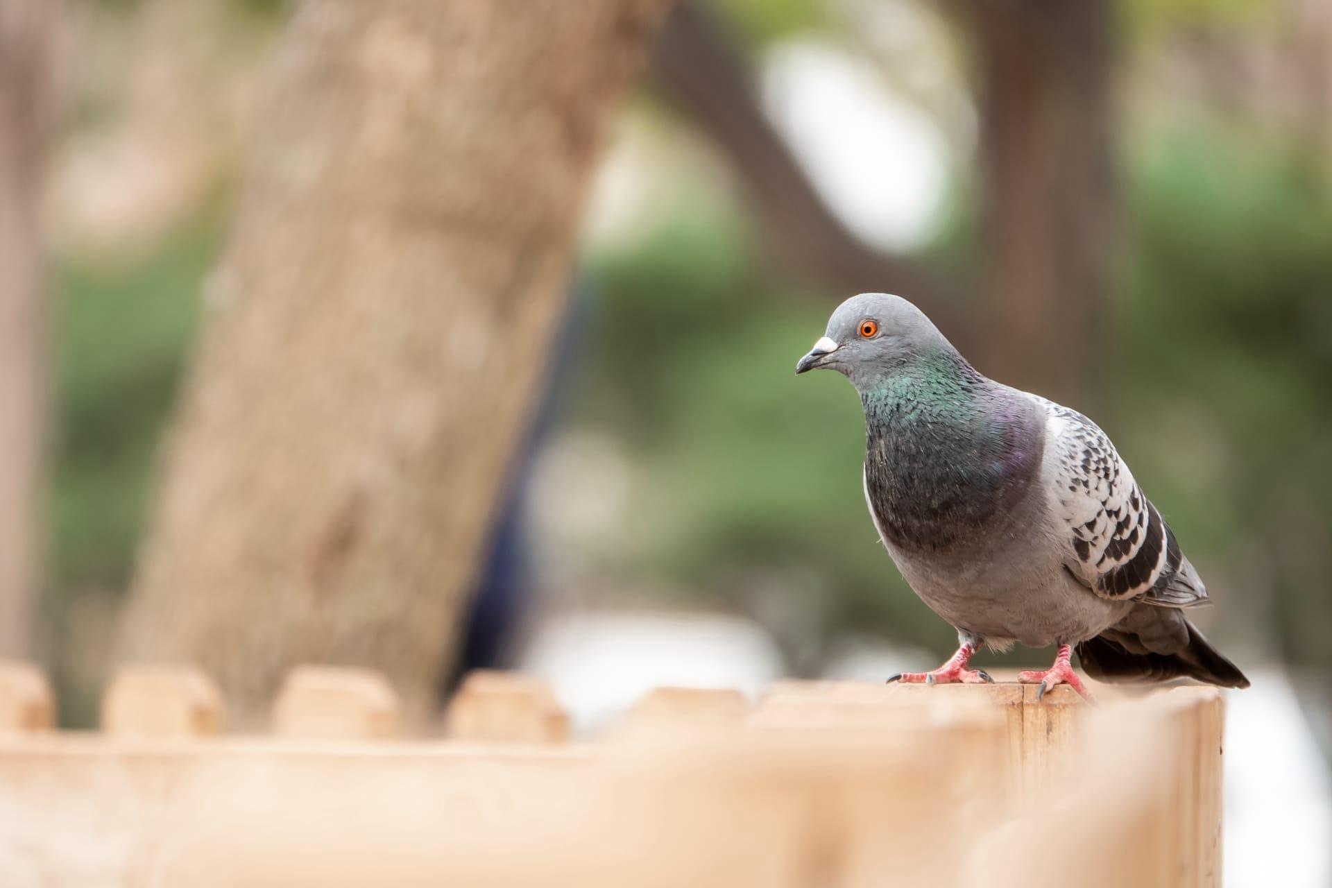 Pigeon pictures