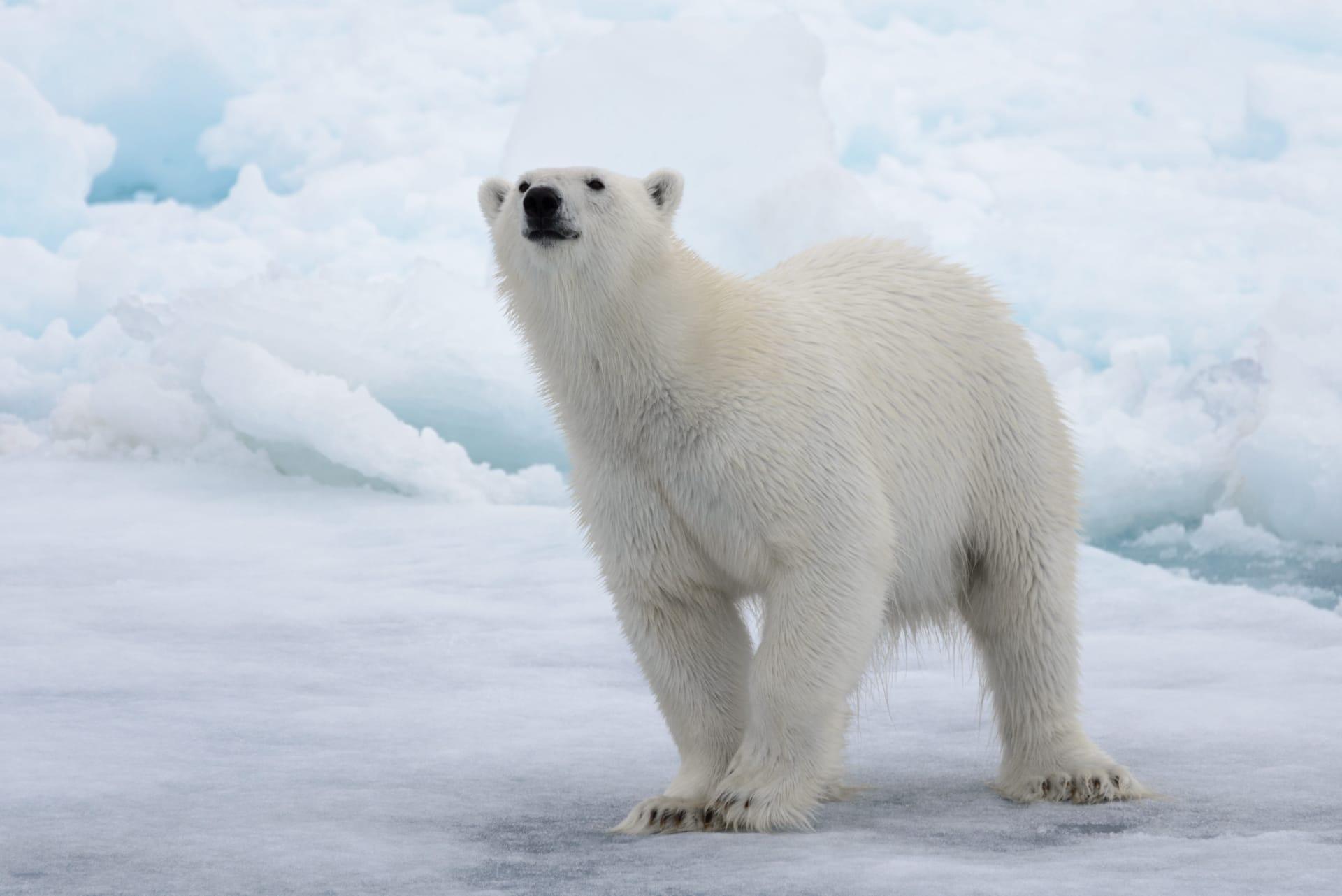 Polar bear pictures