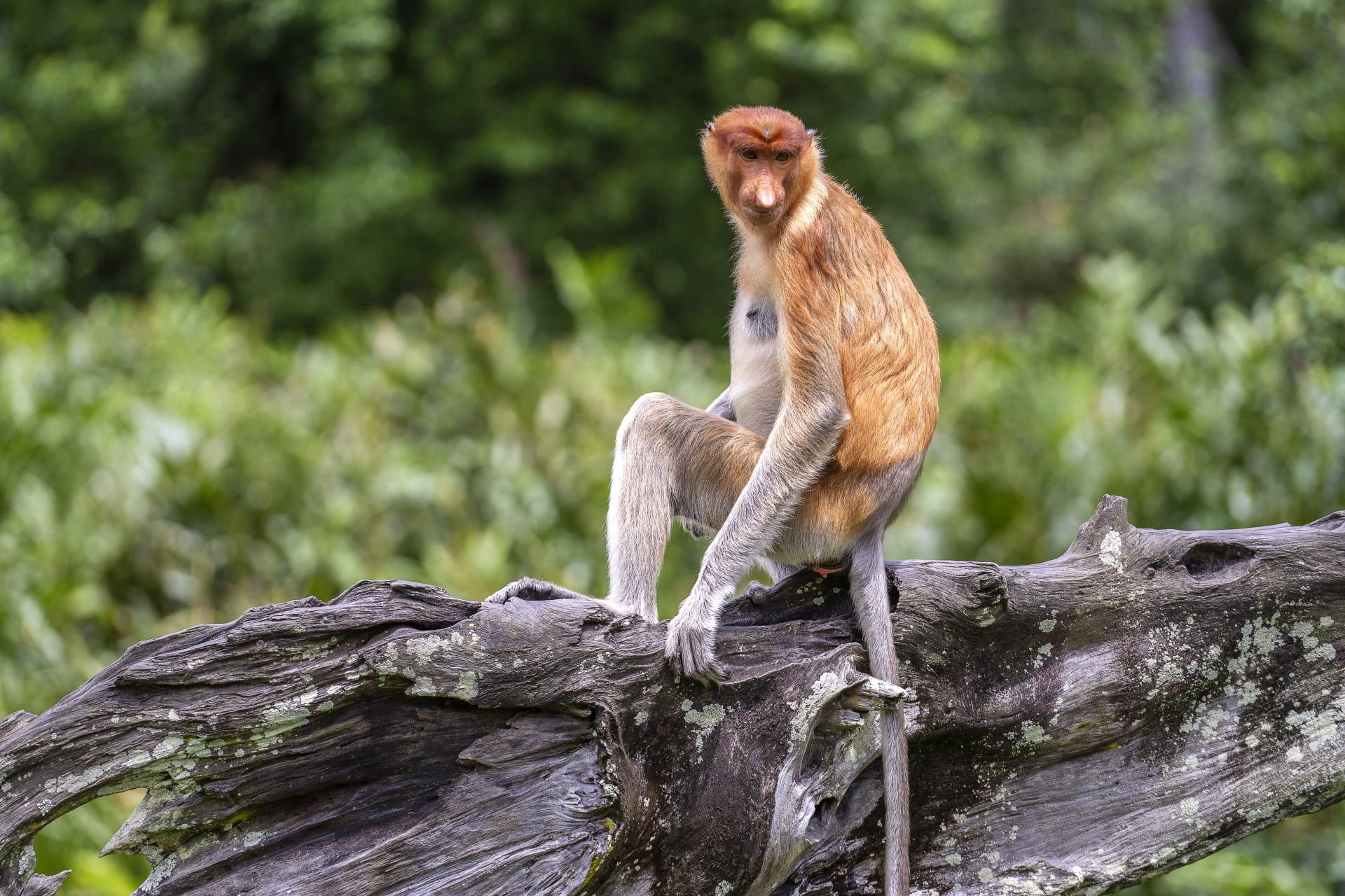 Proboscis monkey pictures