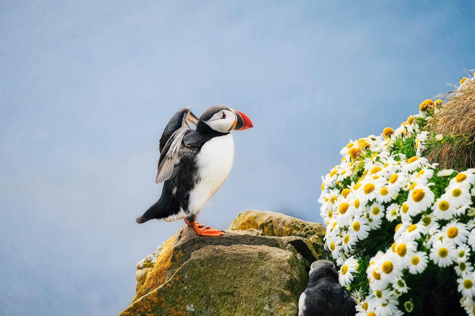 Puffin pictures