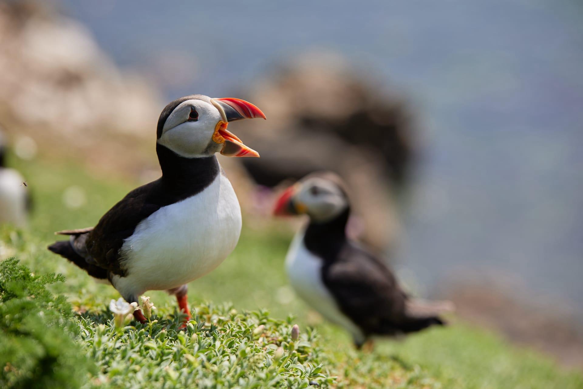 Puffin pictures