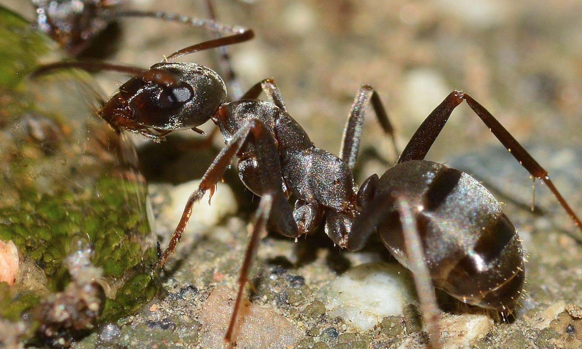 Queen ants pictures