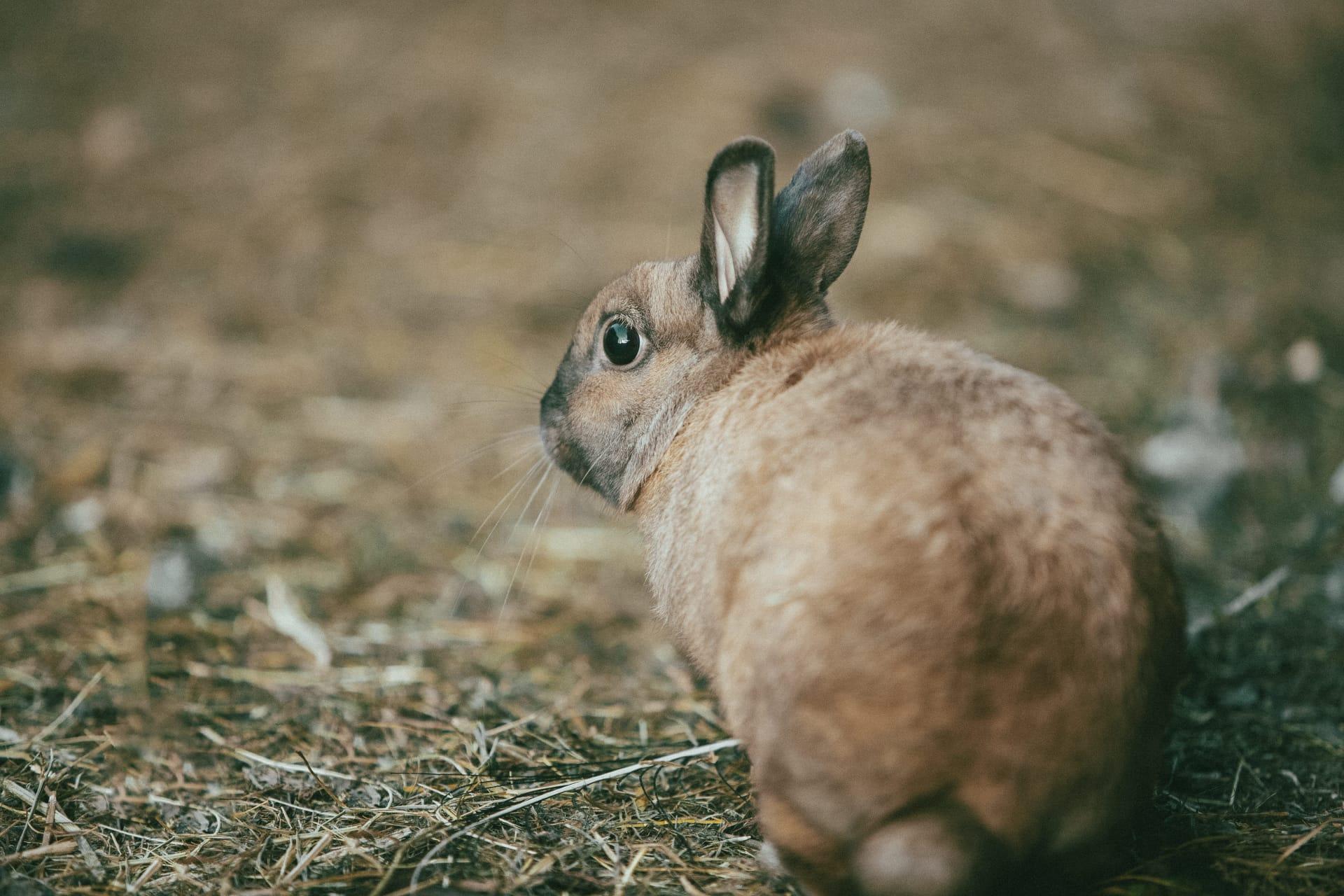 Rabbit pictures