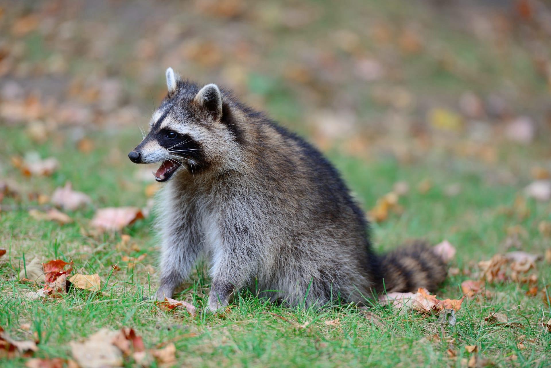 Raccoon pictures
