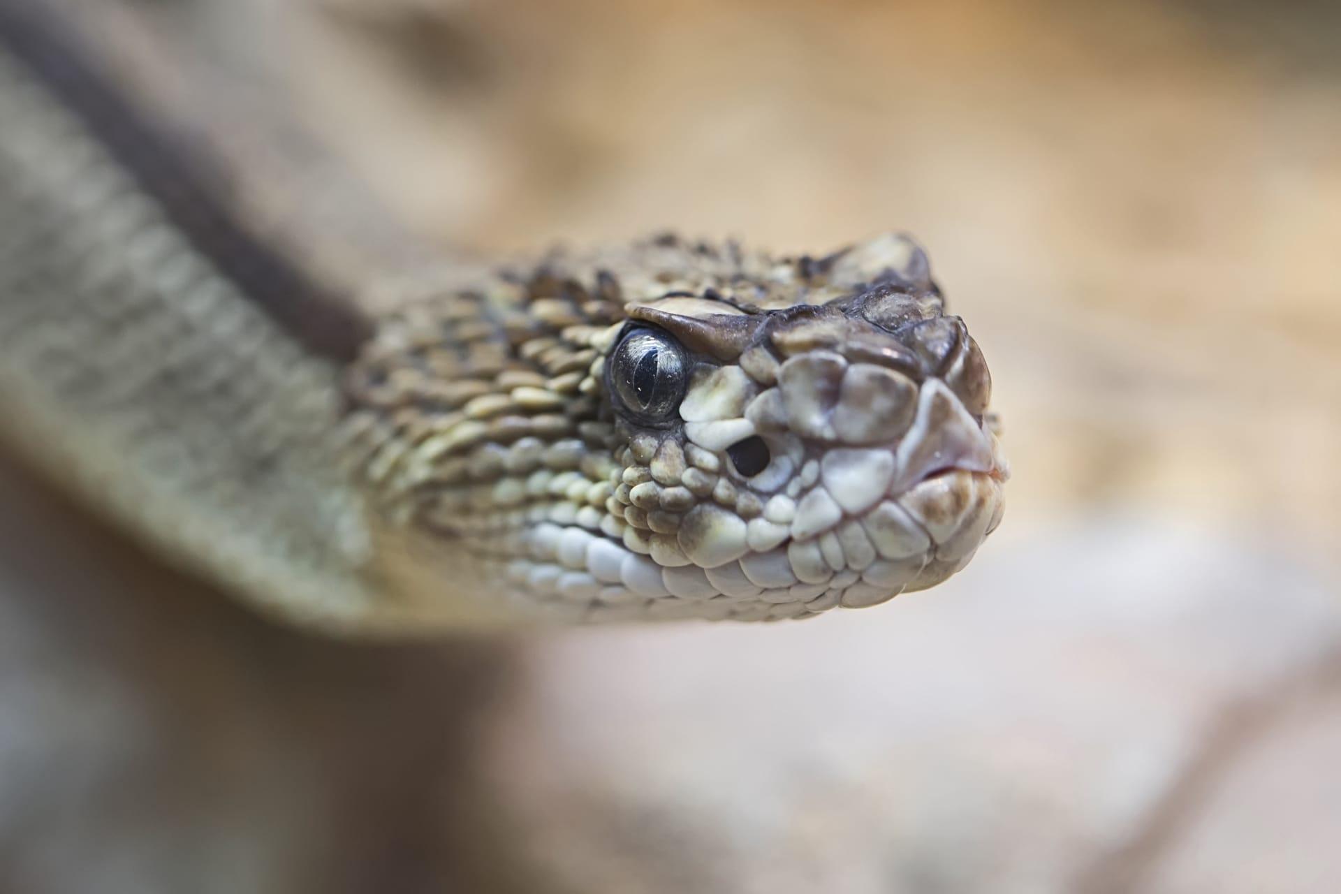 Rattlesnake pictures