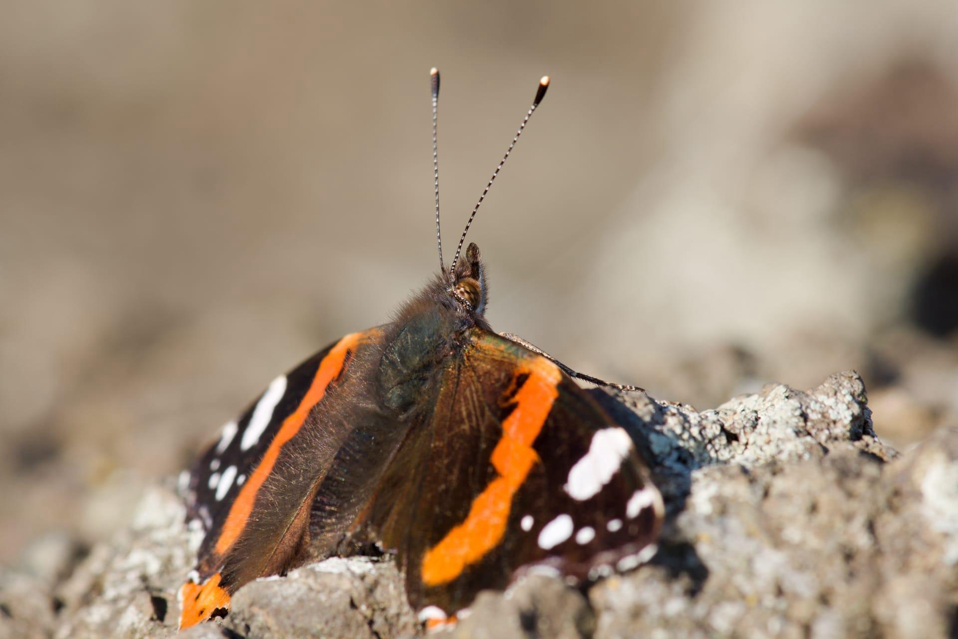 Red admiral butterfly pictures