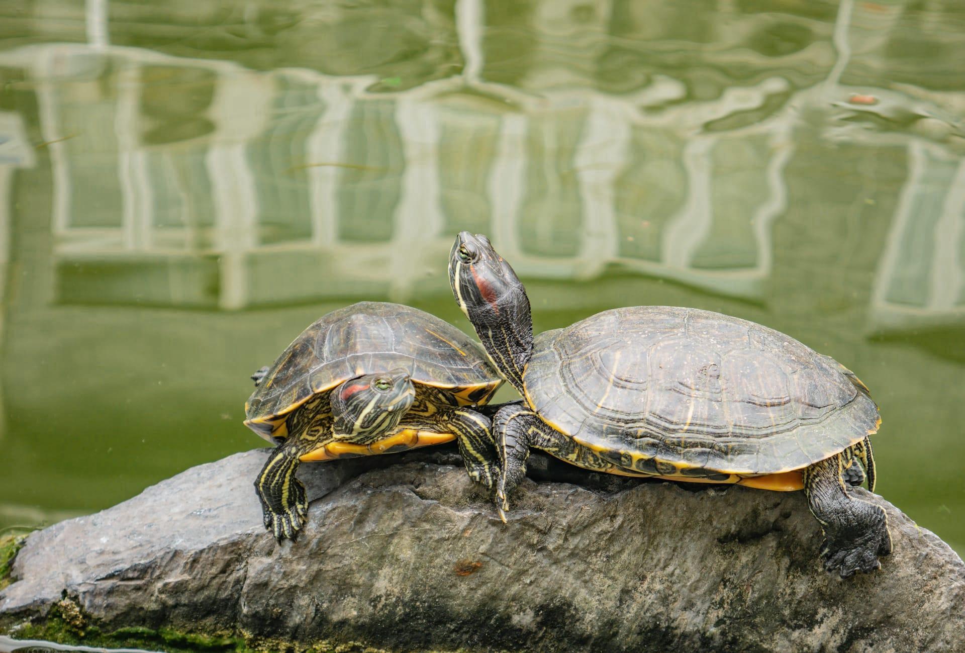 Red eared slider pictures