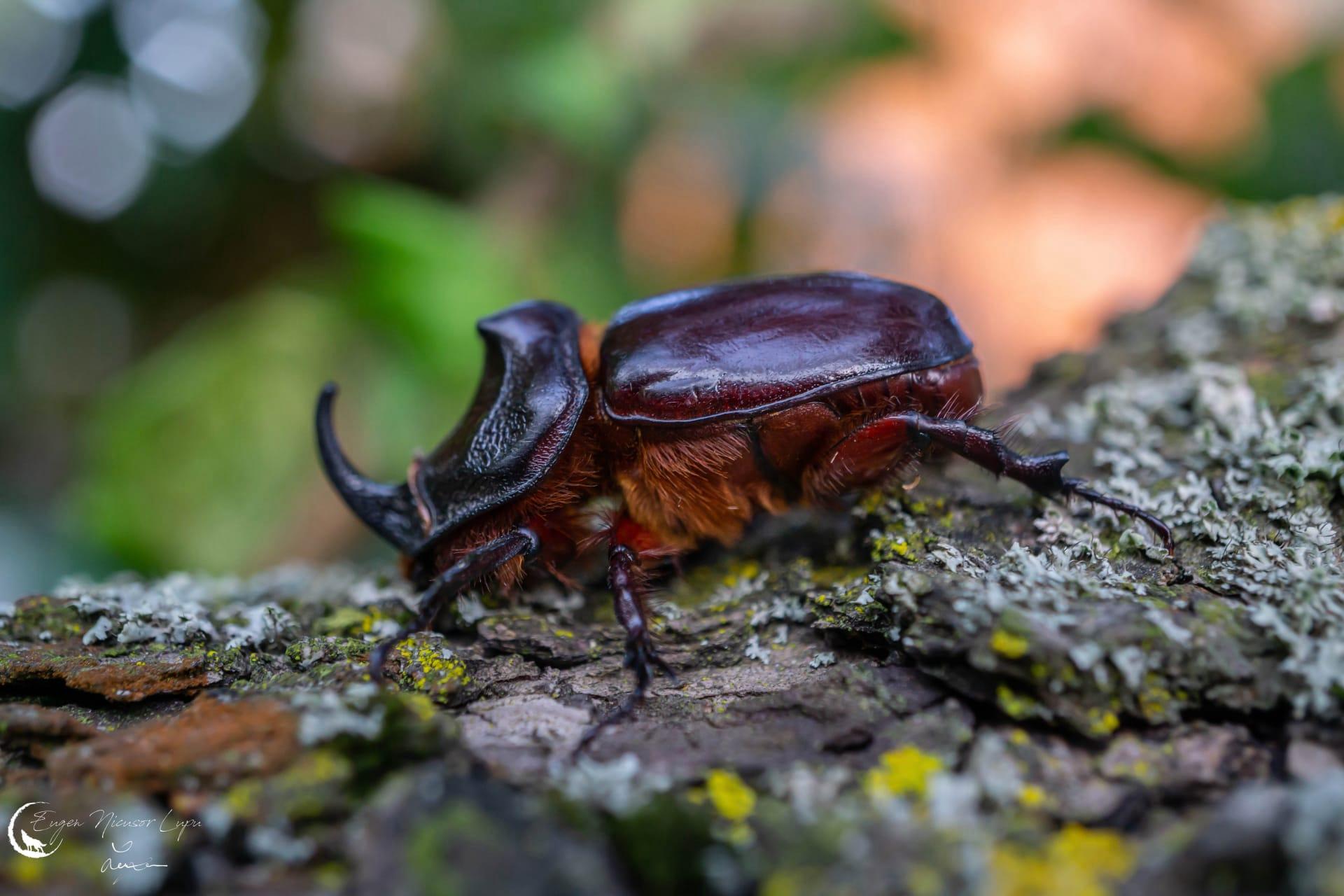 Rhinoceros beetle pictures