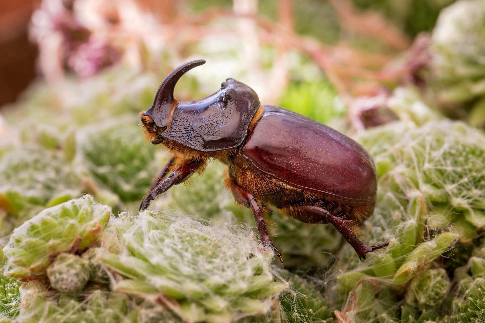 Rhinoceros beetle pictures