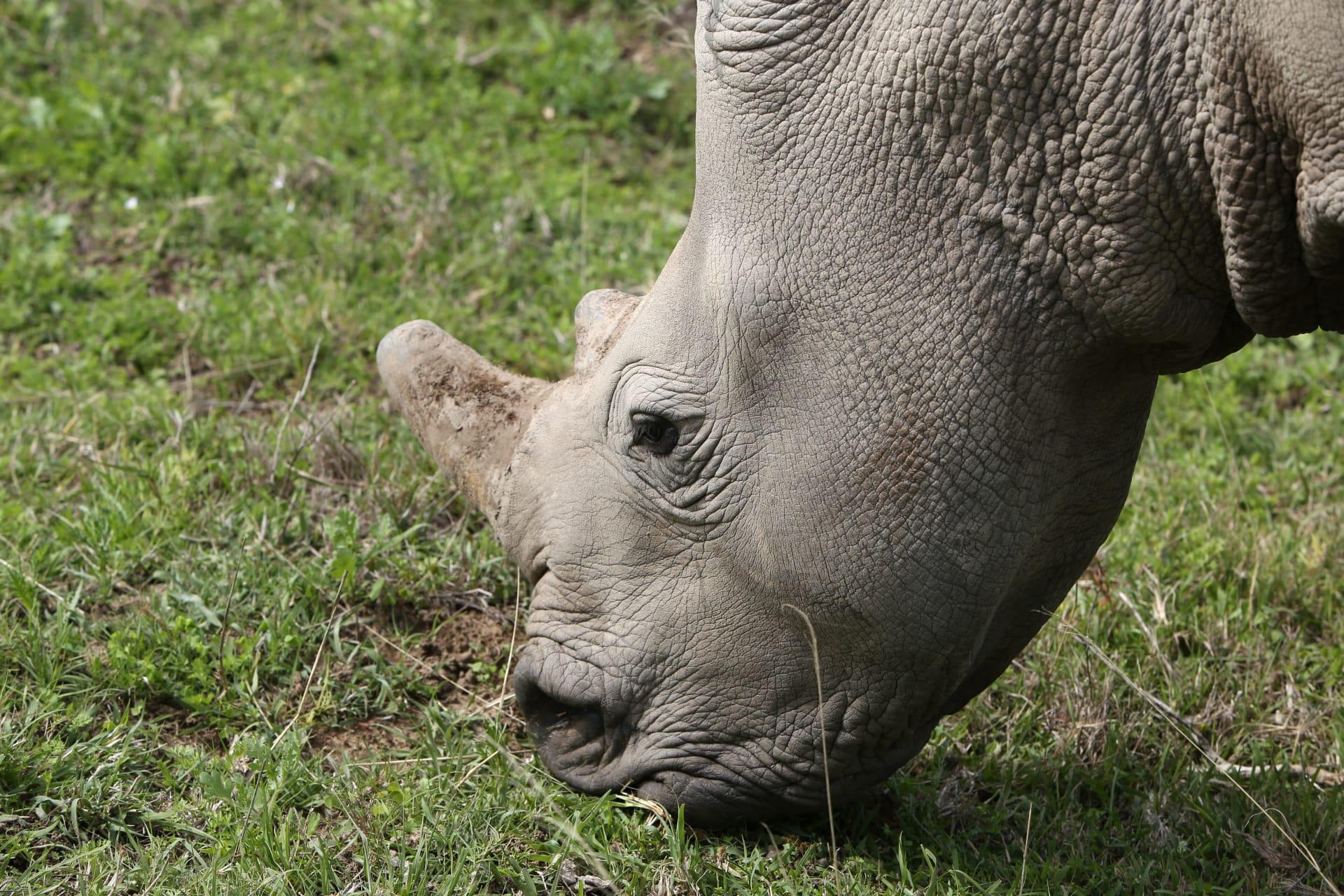 Rhinoceros pictures