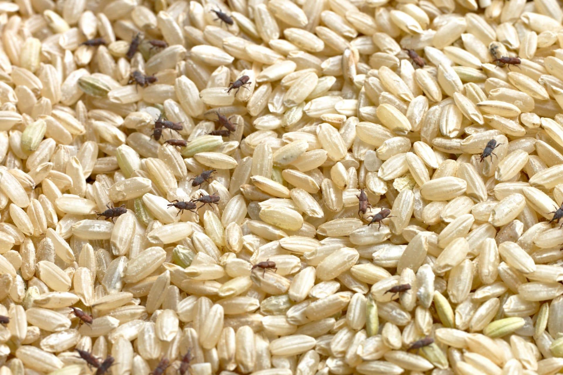 Rice weevil pictures