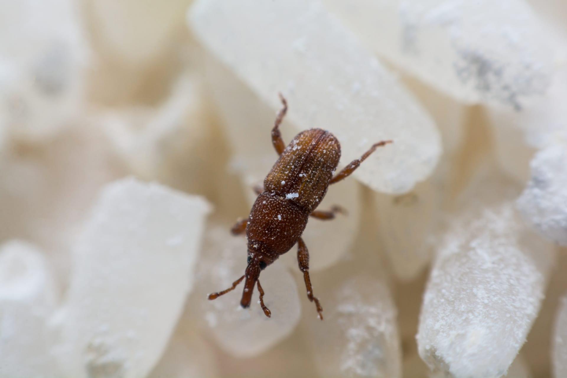 Rice weevil pictures