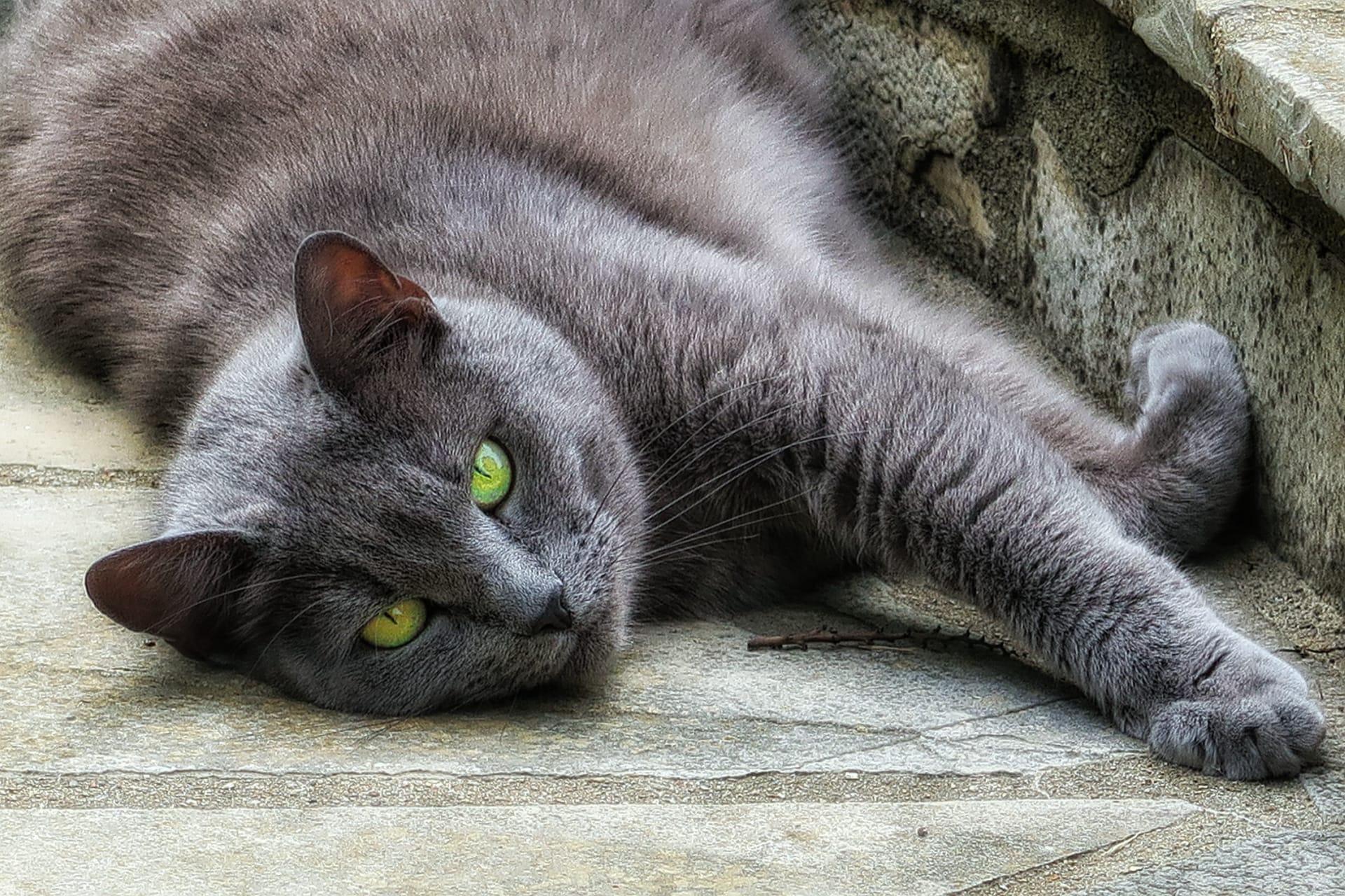 Russian blue cat pictures