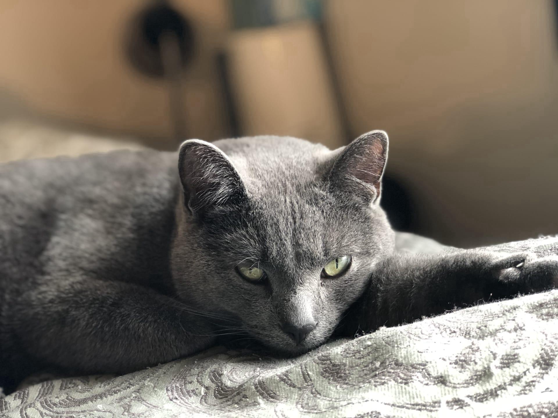 Russian blue cat pictures