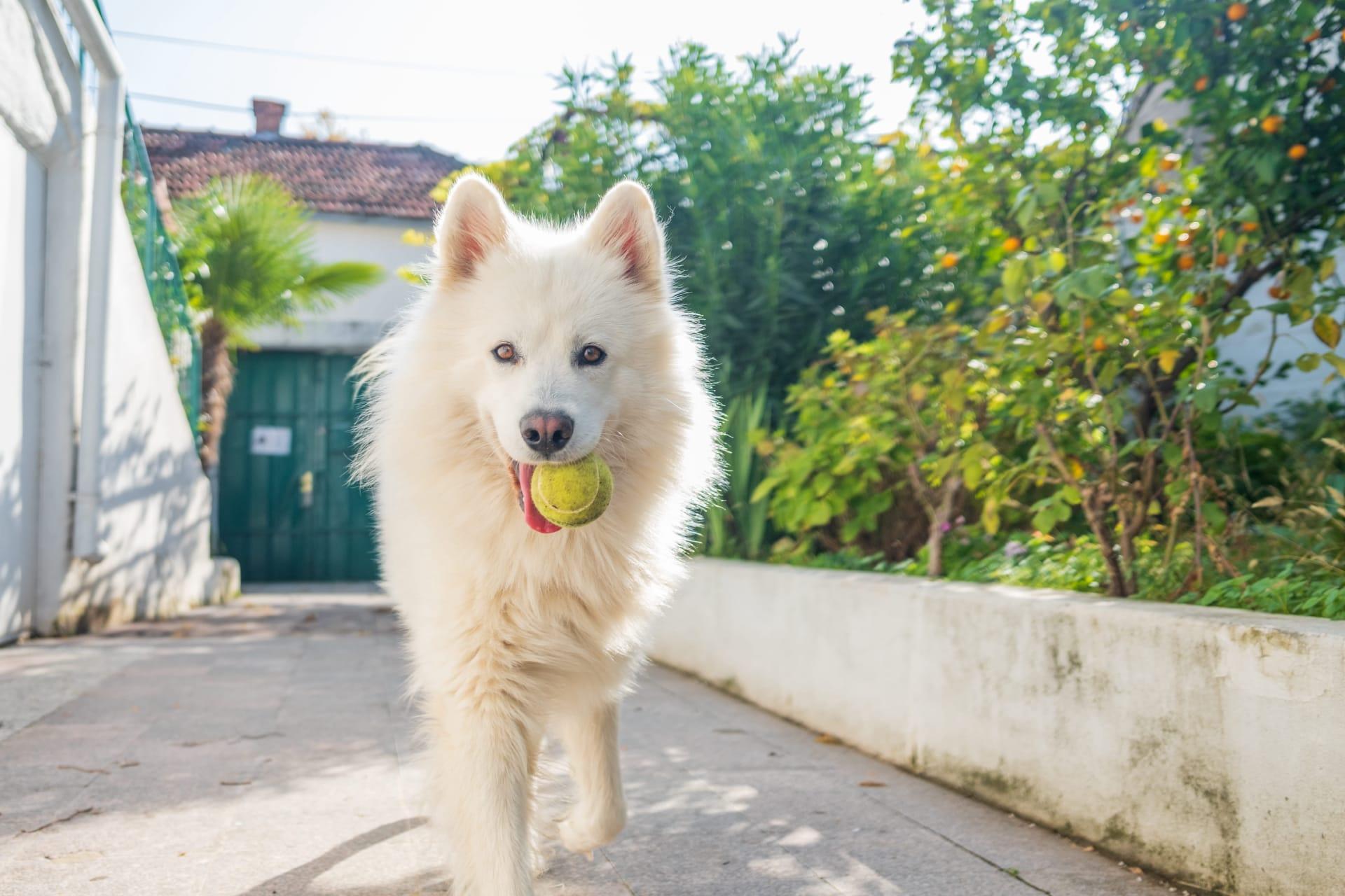 Samoyed pictures