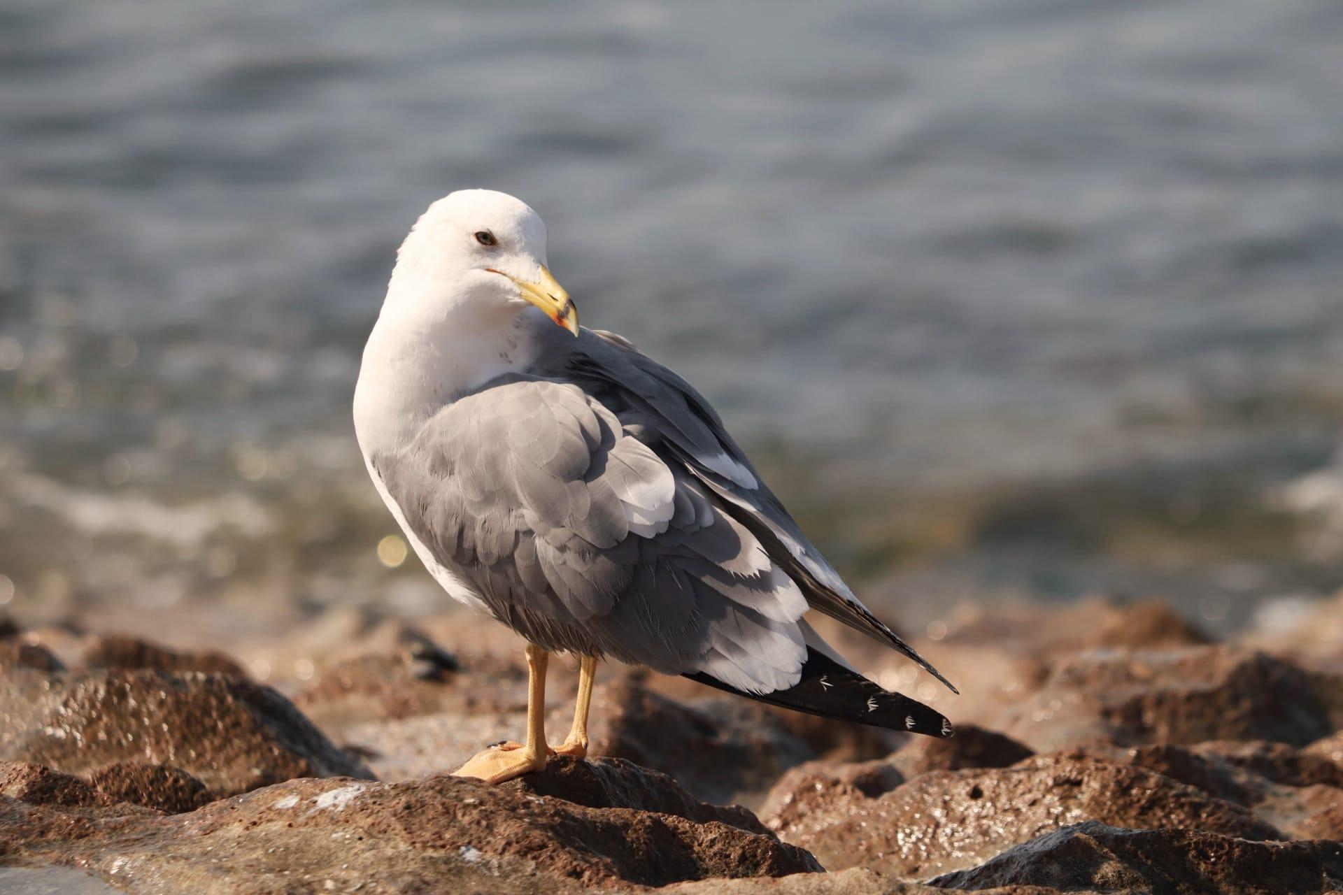 Seagull pictures