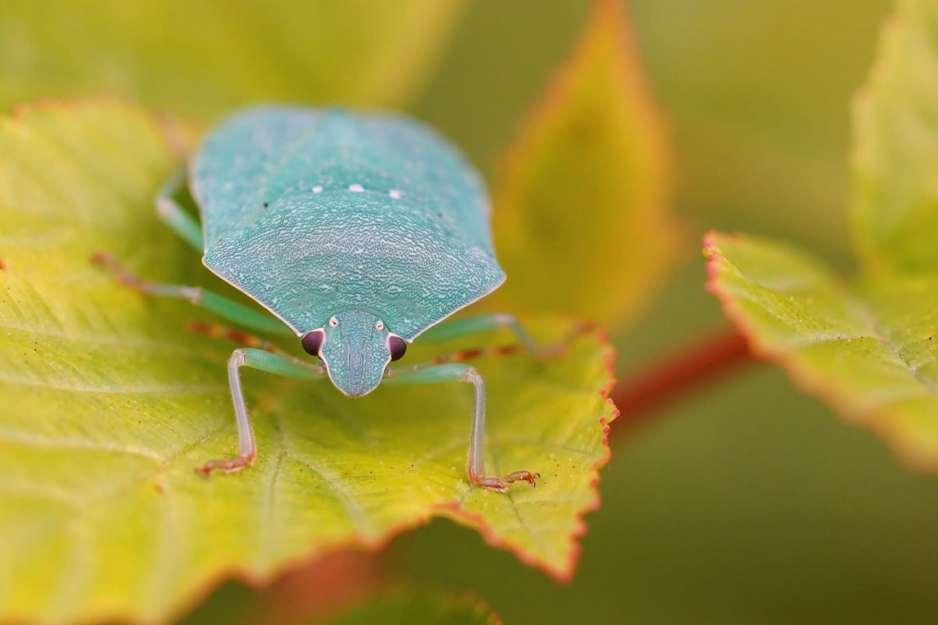 Shield bug pictures