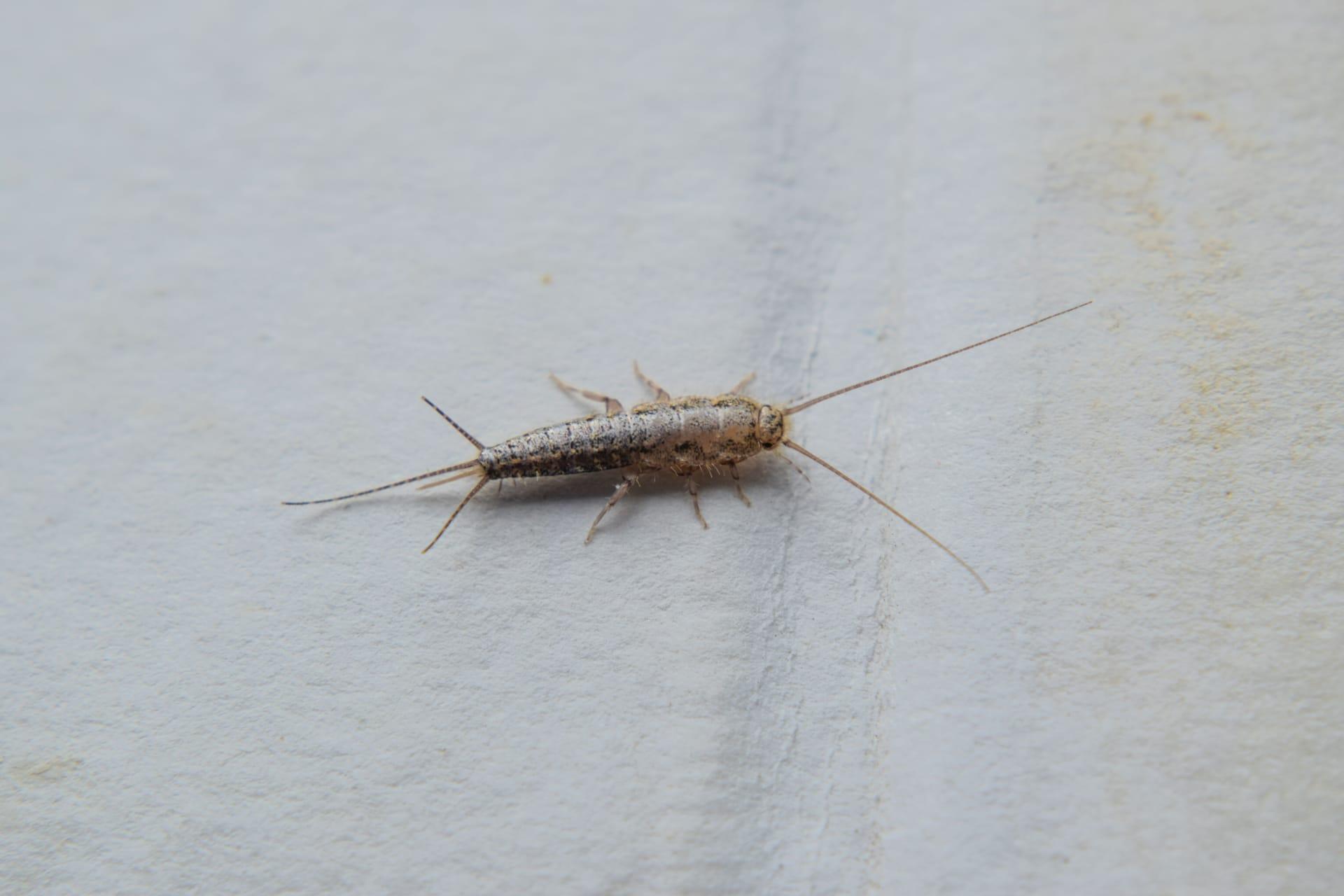 Silverfish pictures