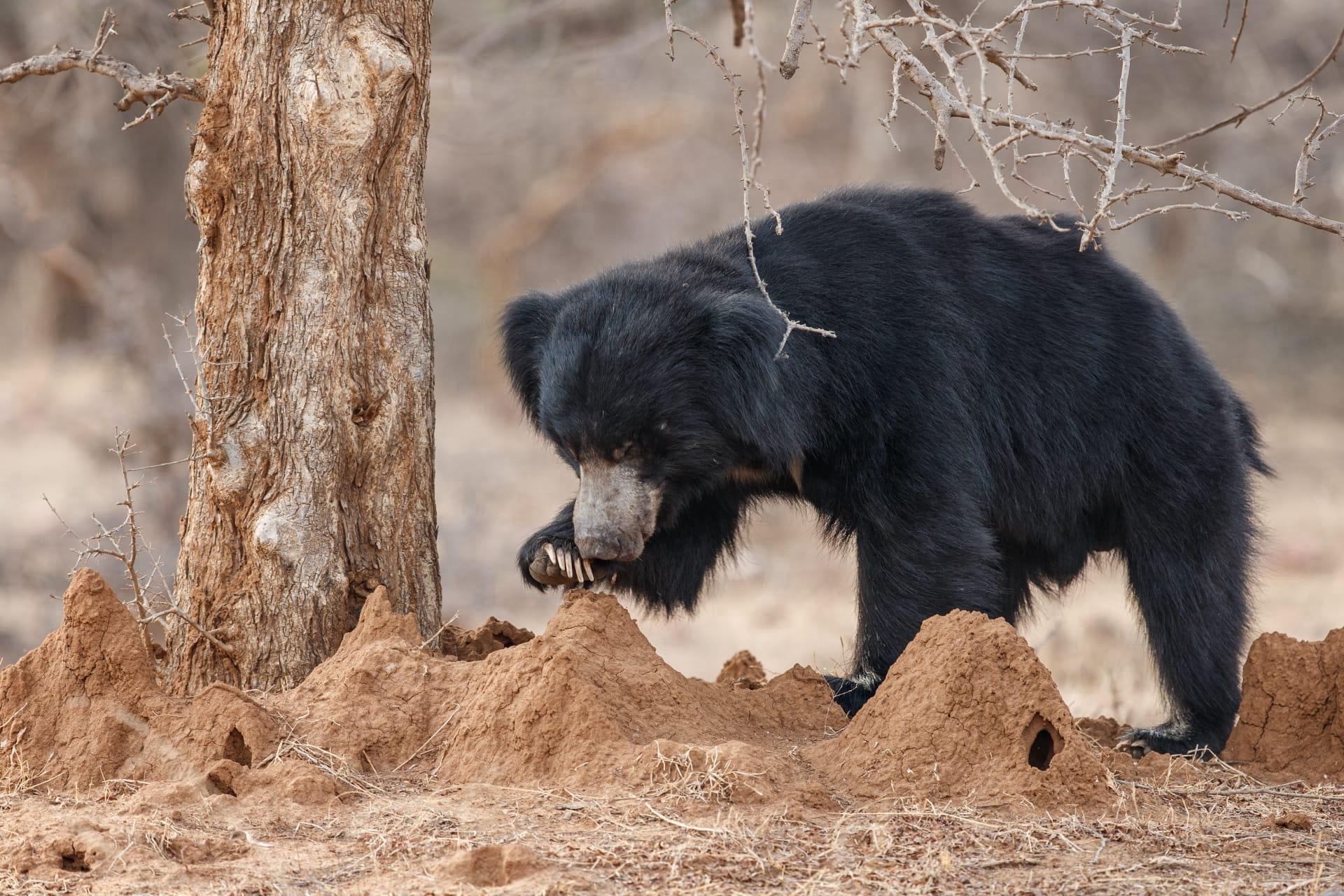 Sloth bear pictures