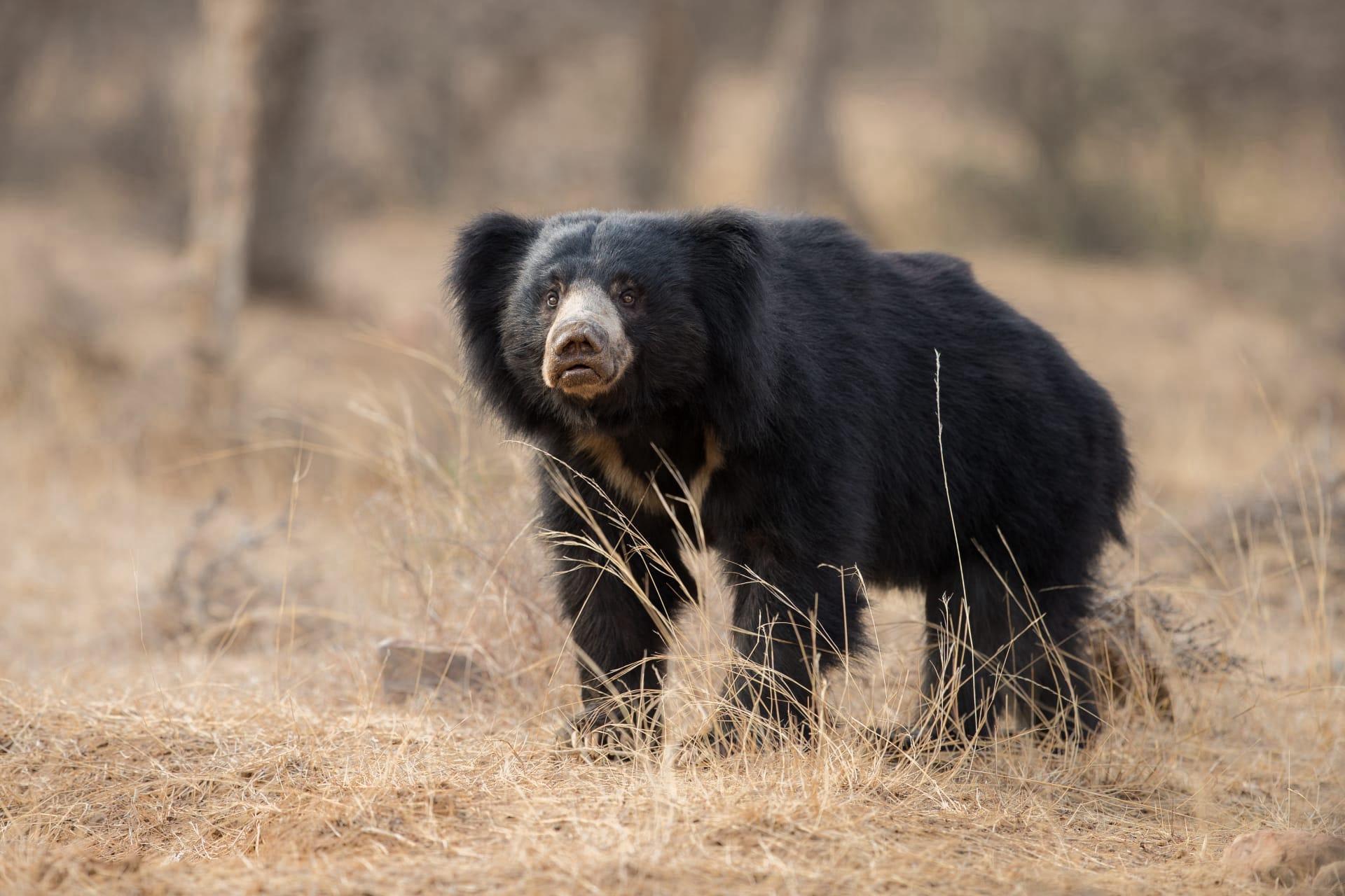 Sloth bear pictures