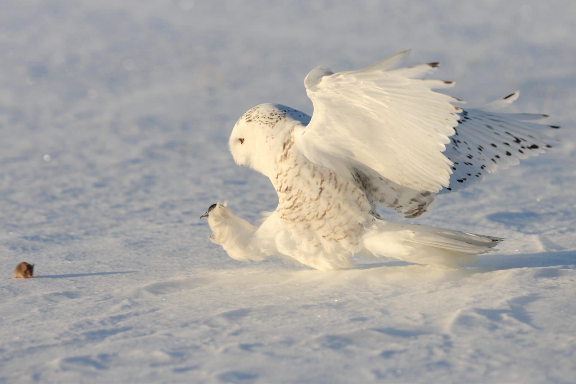 Snowy owl pictures