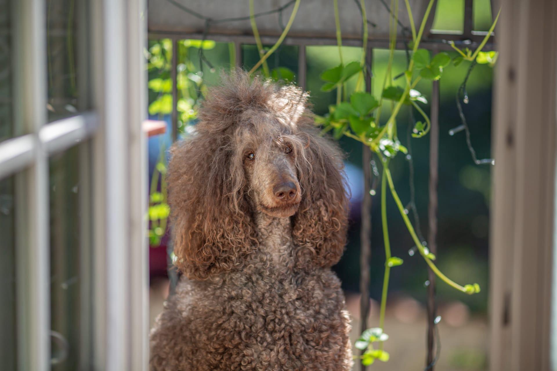 Standard poodle pictures