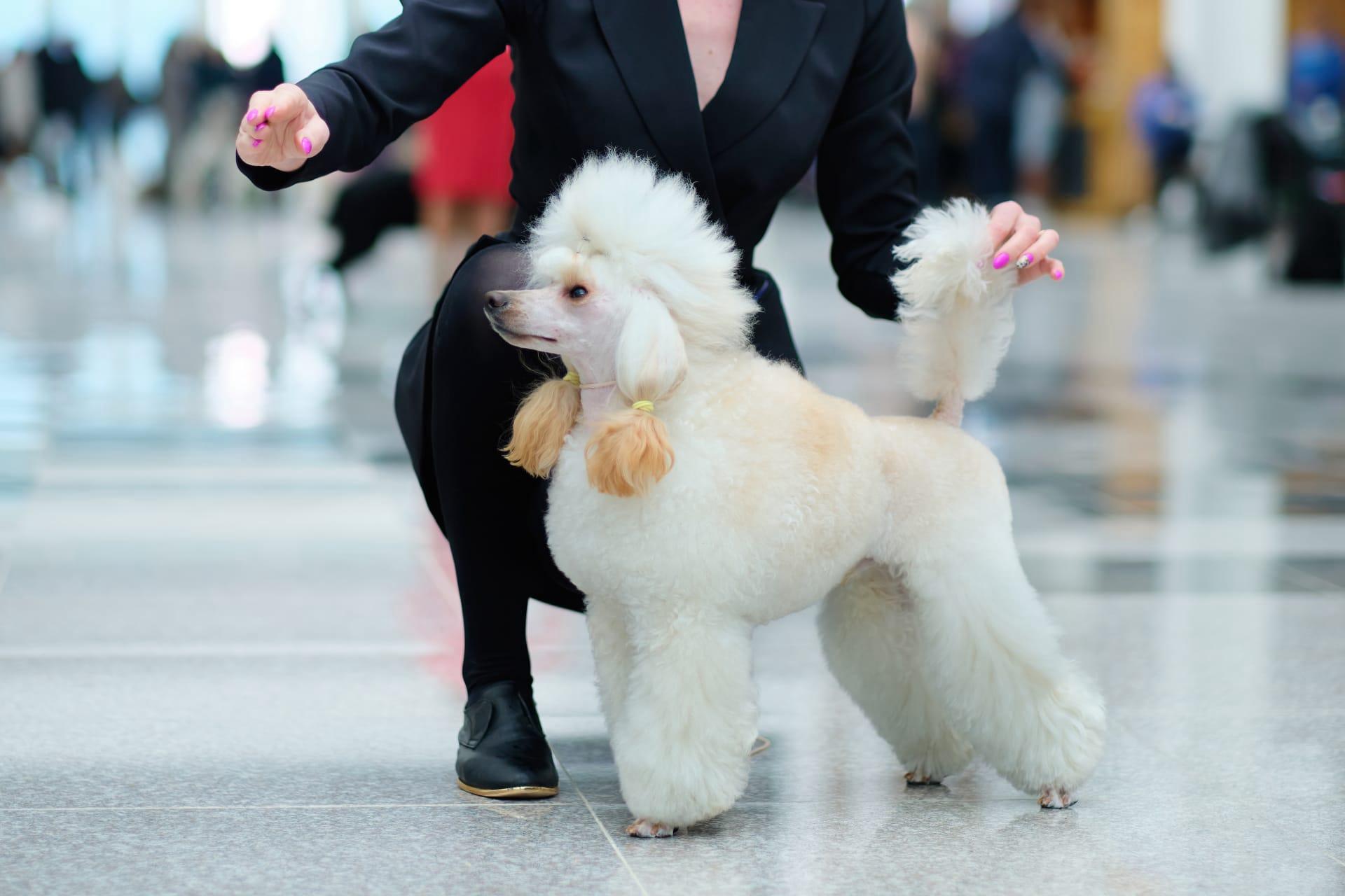 Standard poodle pictures