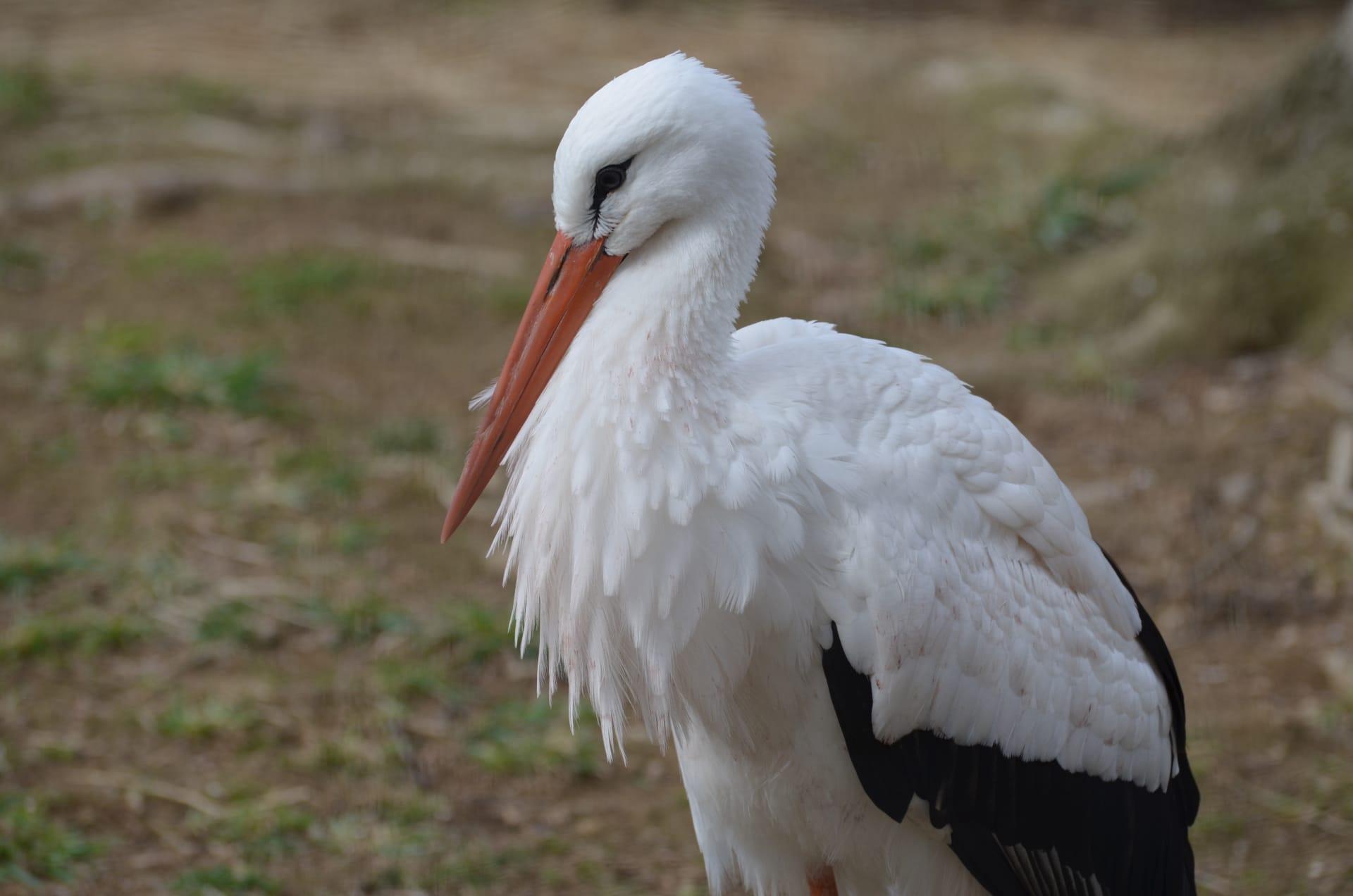 Stork pictures