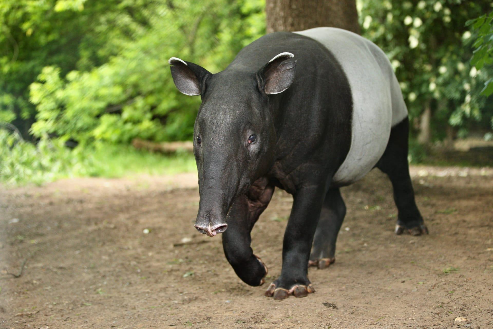 Tapir pictures