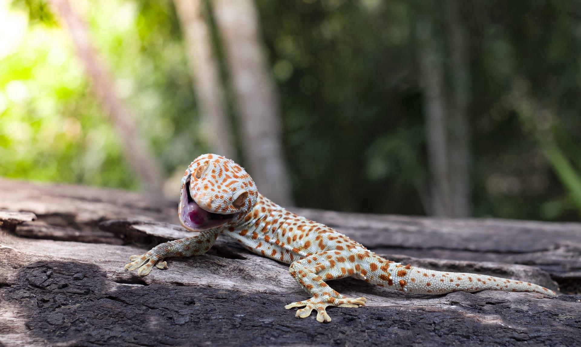 Tokay gecko pictures