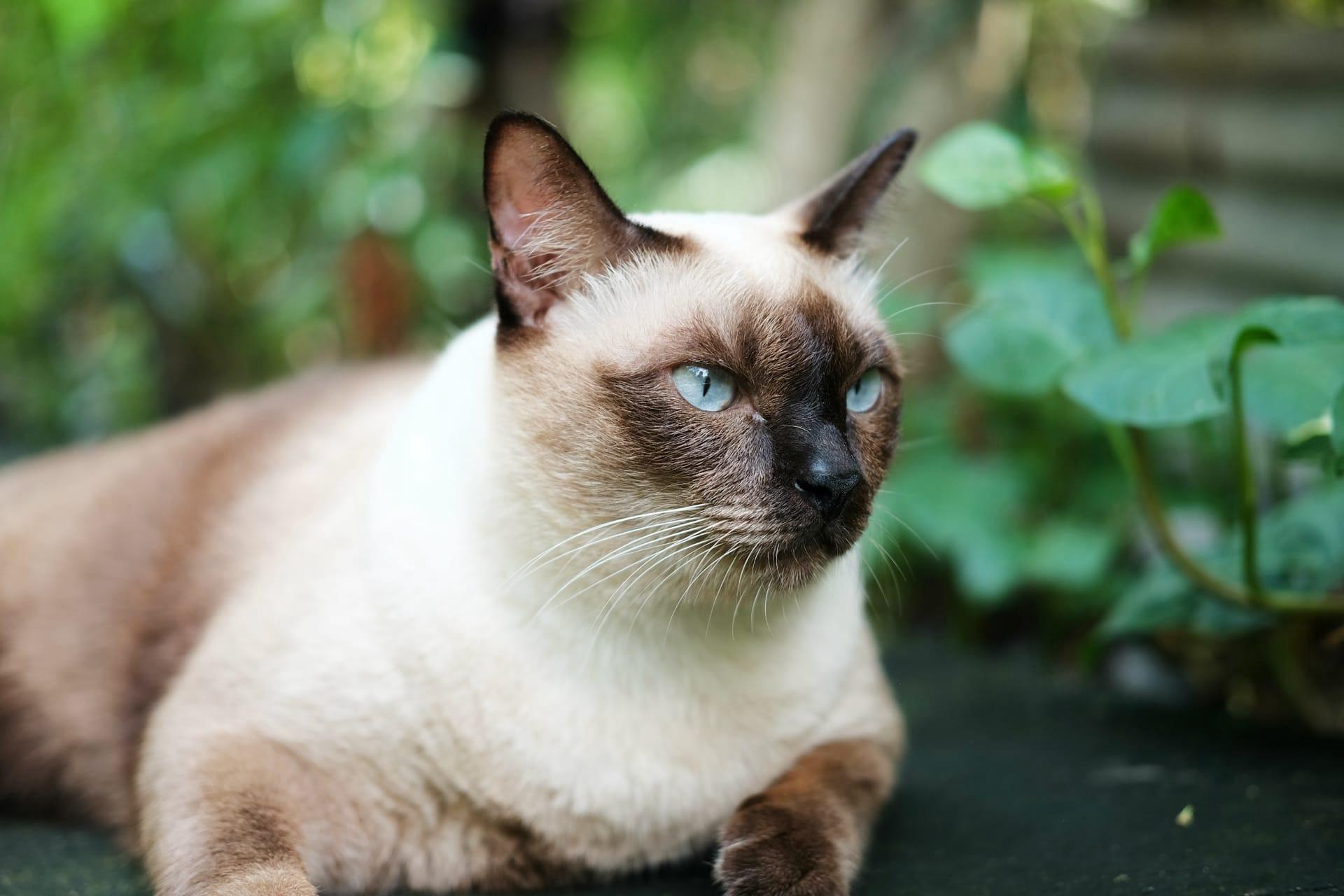 Tonkinese cat pictures