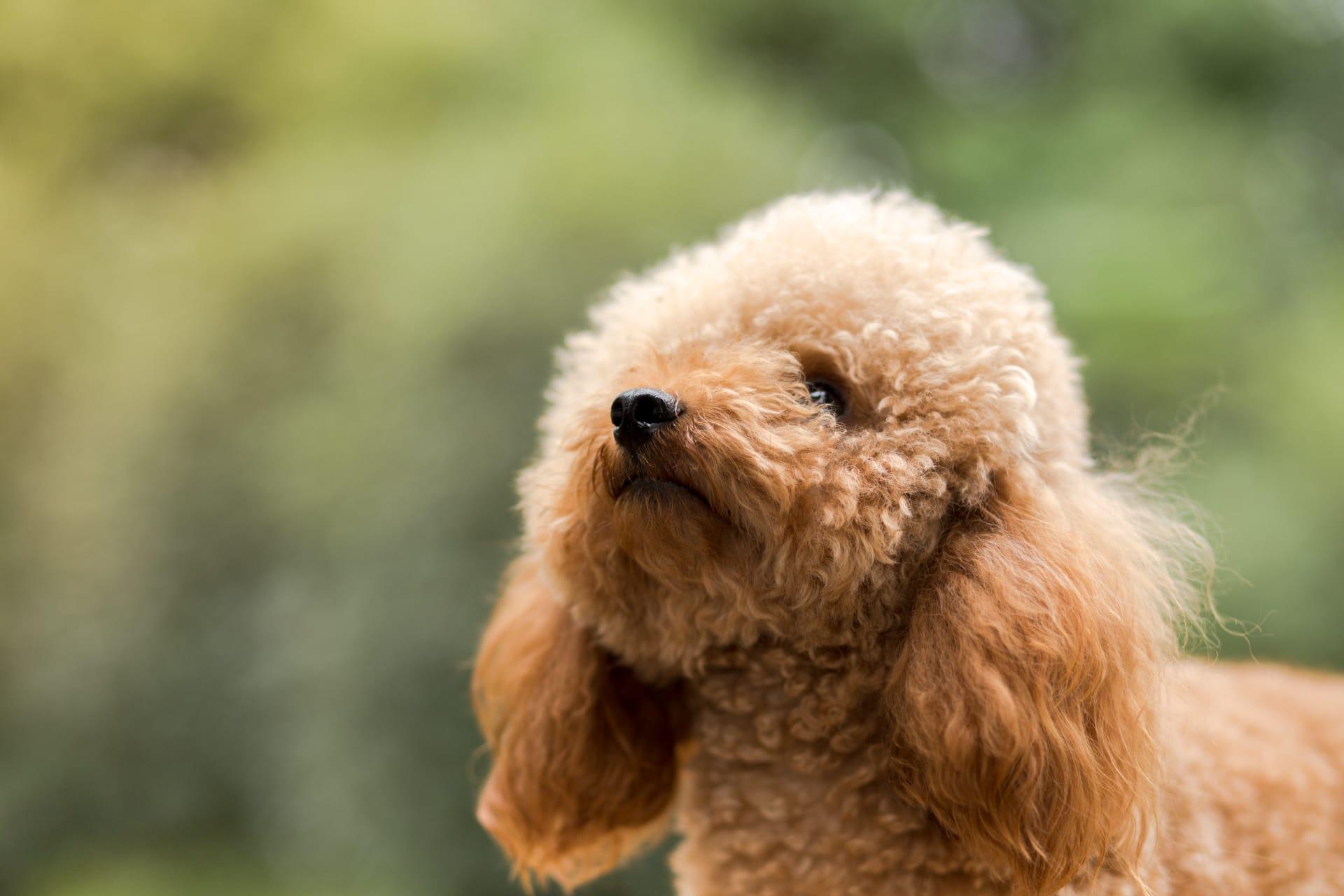 Toy poodle pictures
