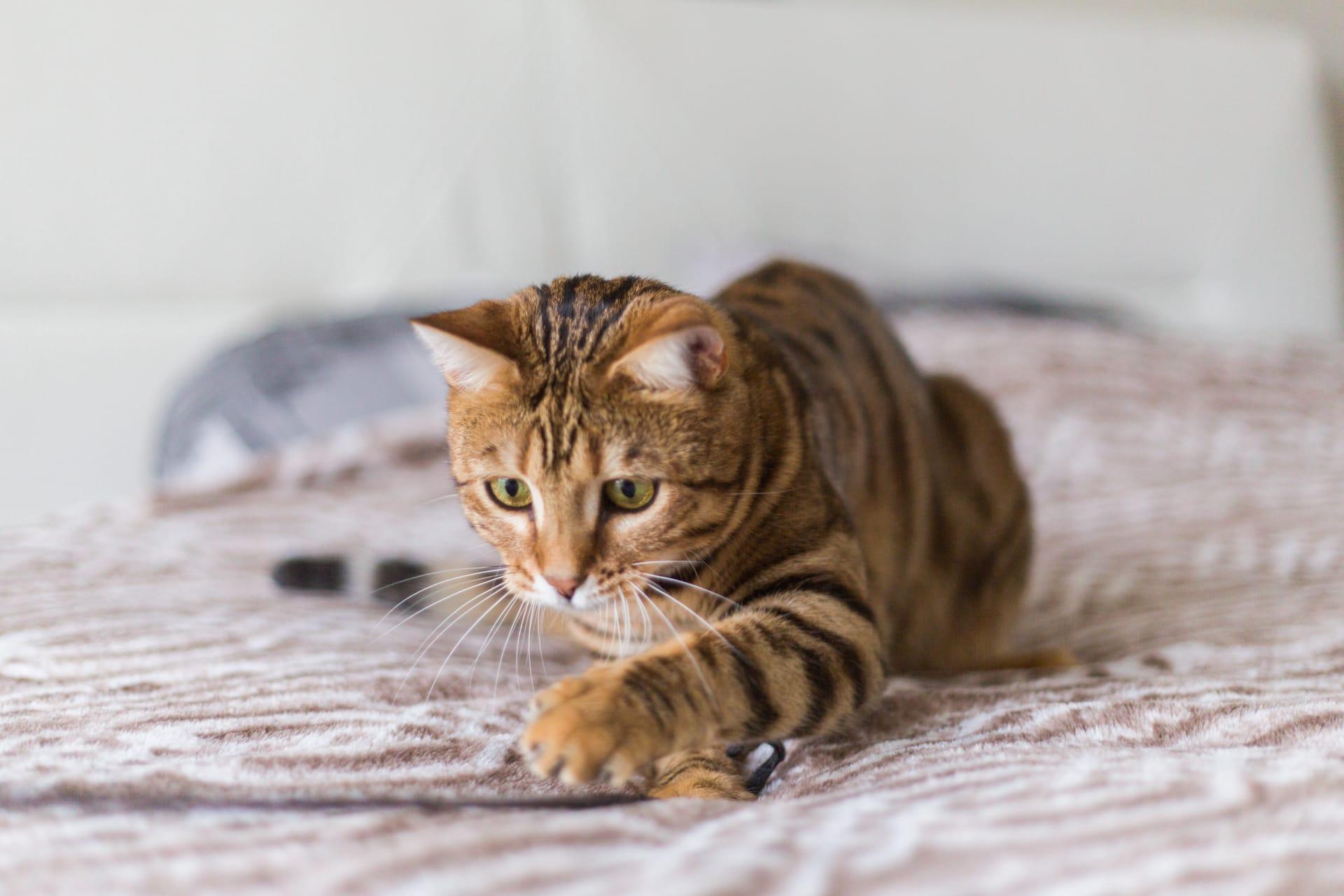 Toyger cat pictures