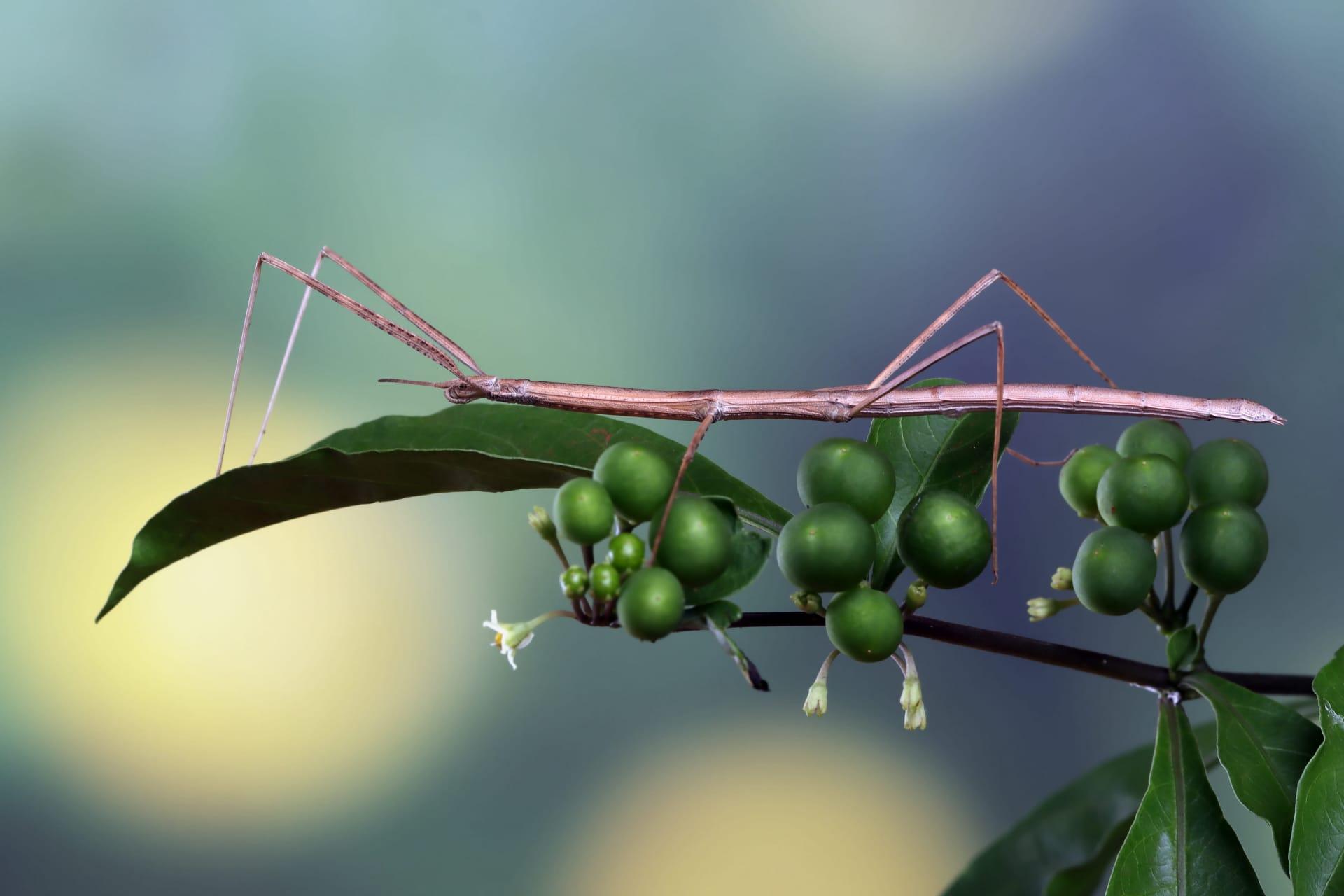 Walking stick bug pictures