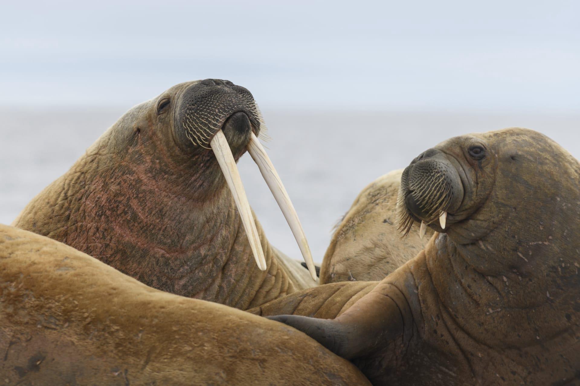 Walrus pictures