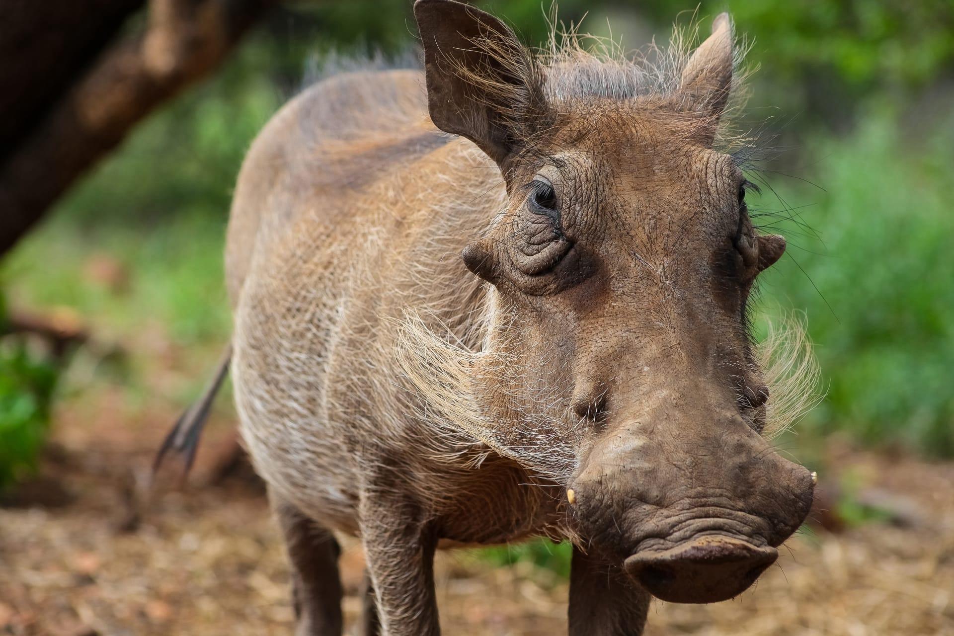 Warthog pictures