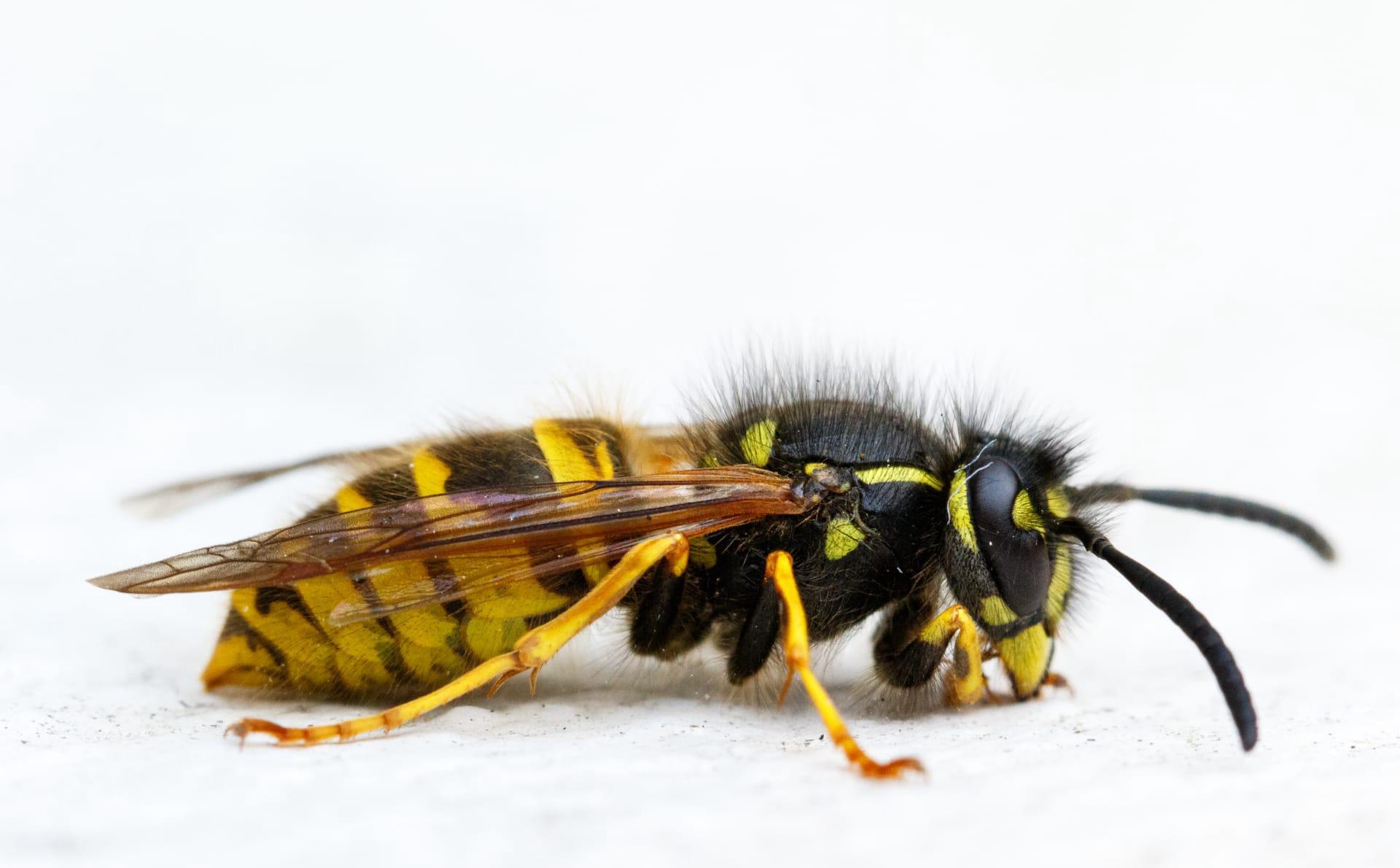 Wasps pictures