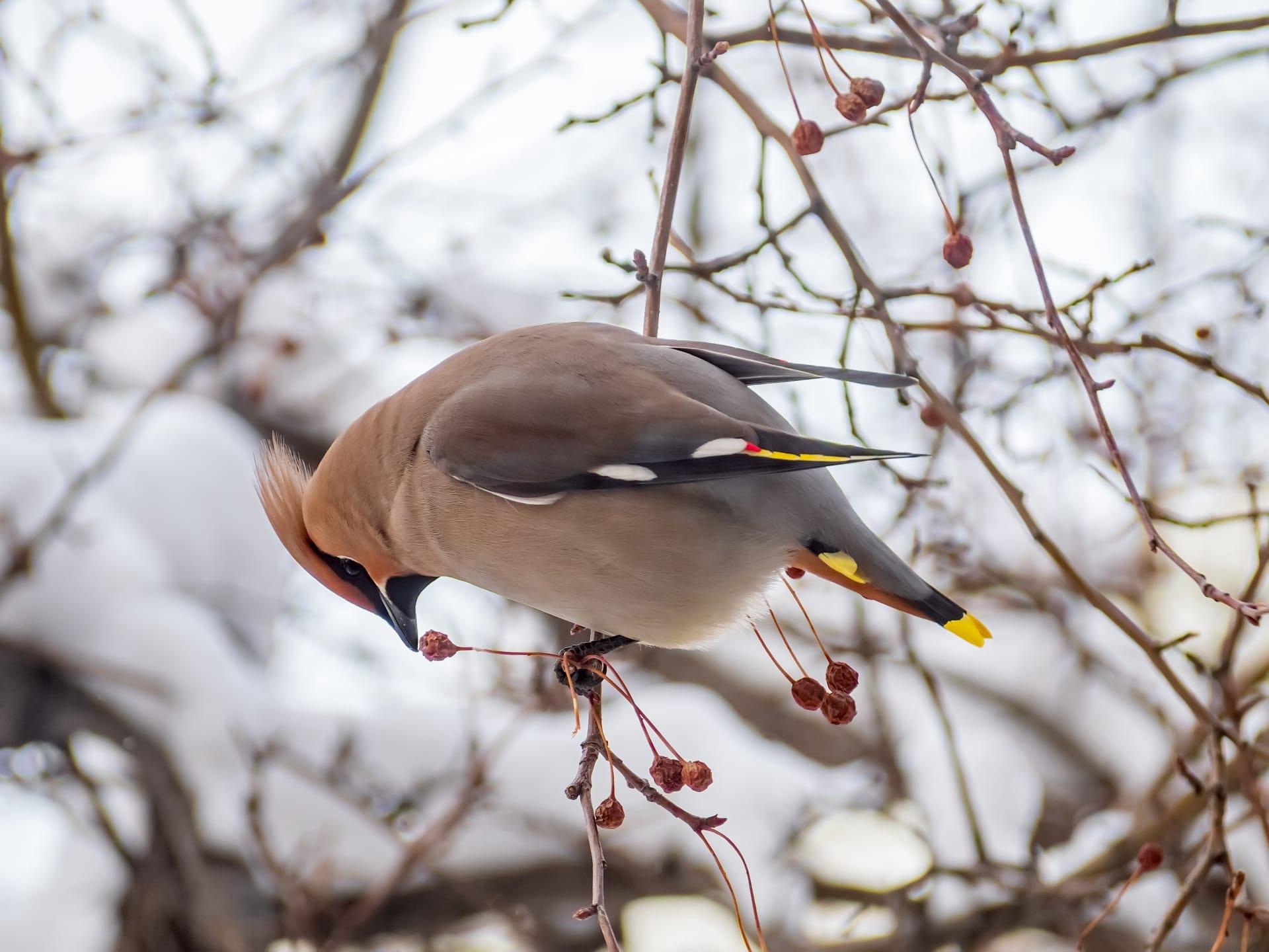 Waxwing pictures