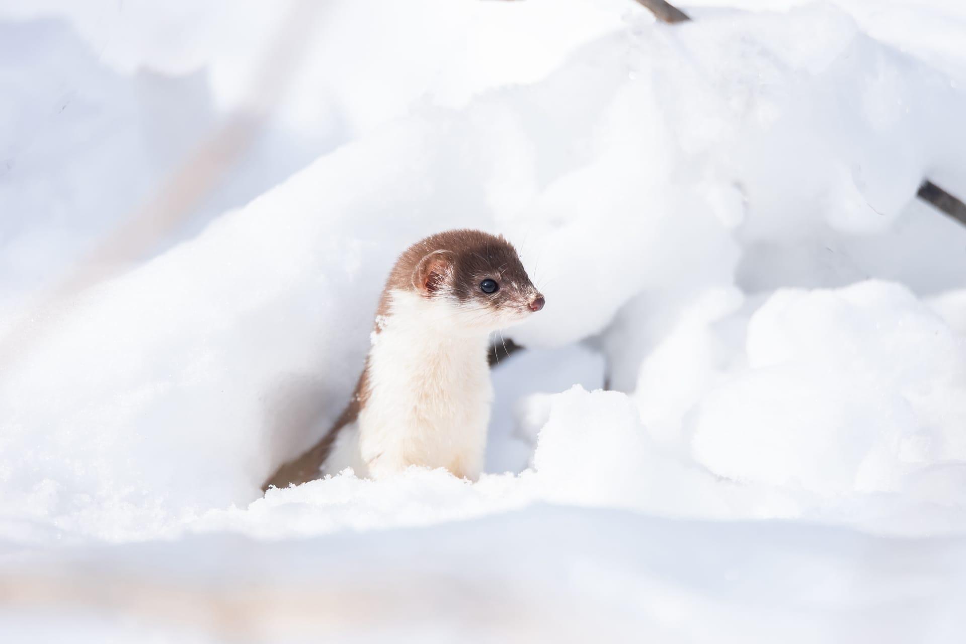 Weasel pictures