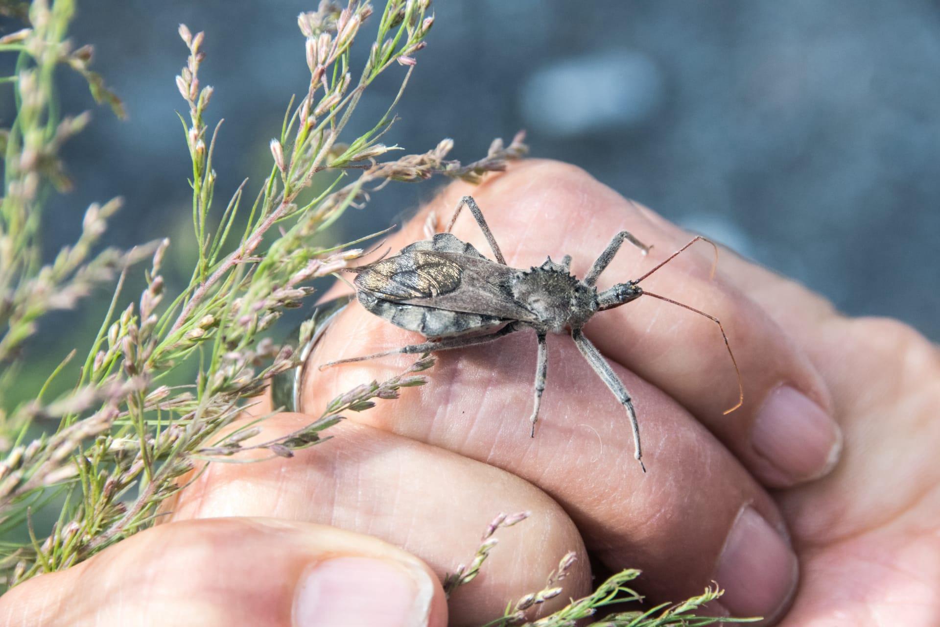 Wheel bug pictures