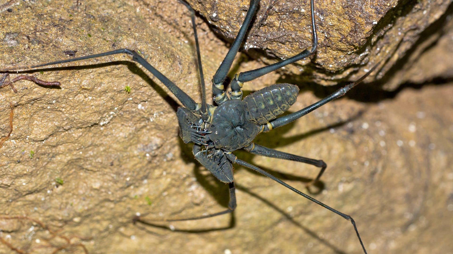 Whip scorpion pictures