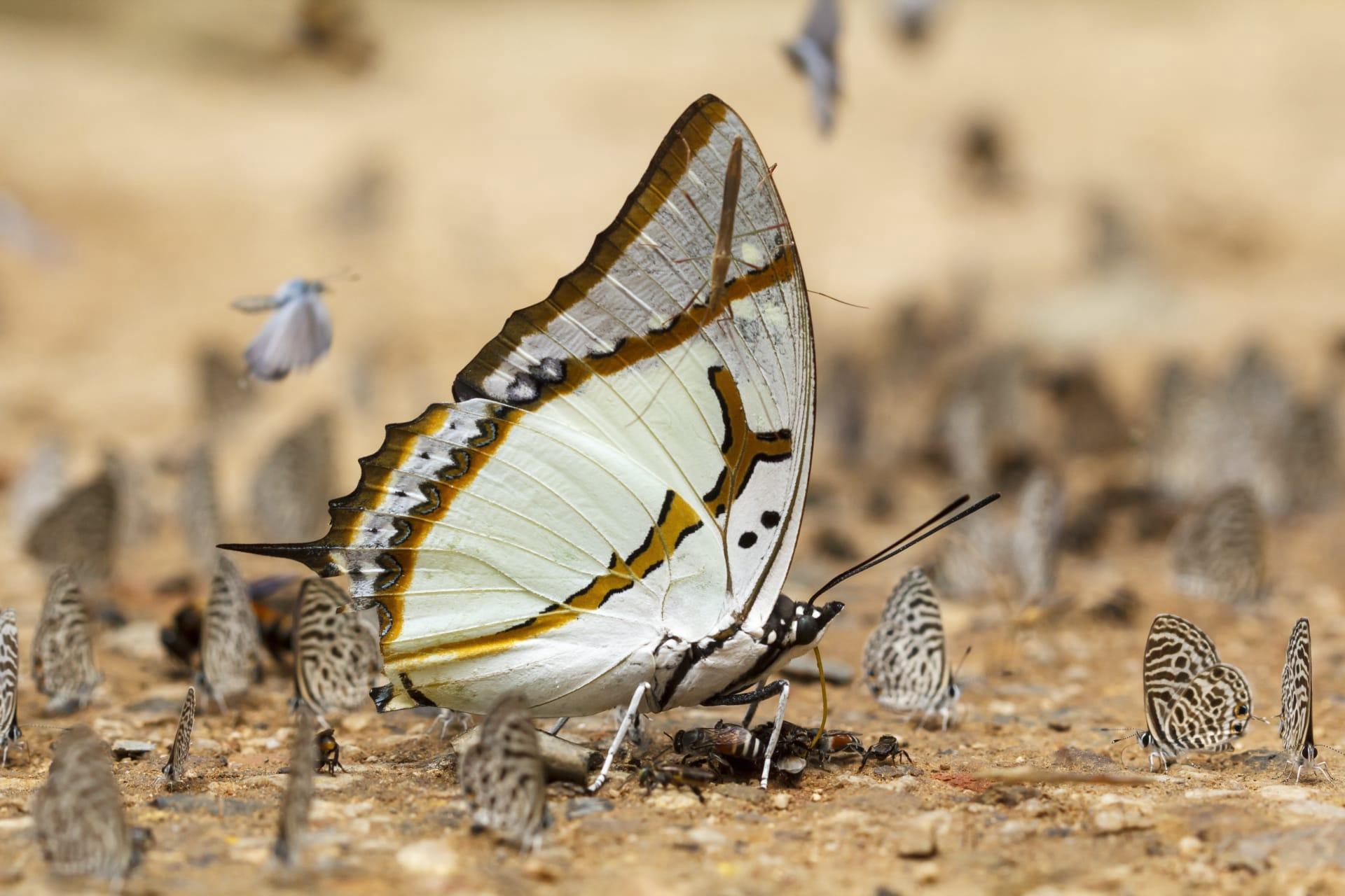 White butterfly pictures