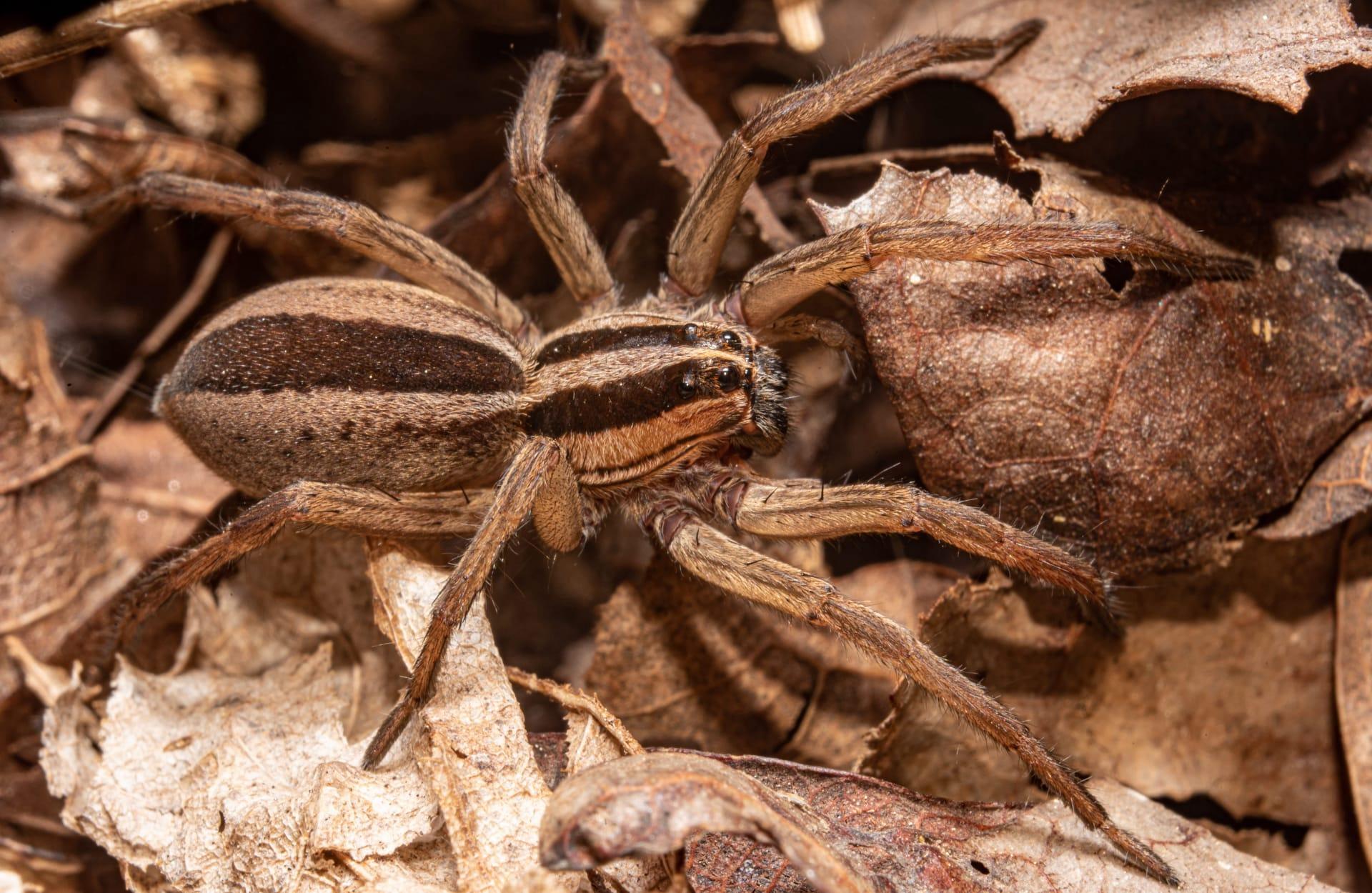 Wolf spiders pictures