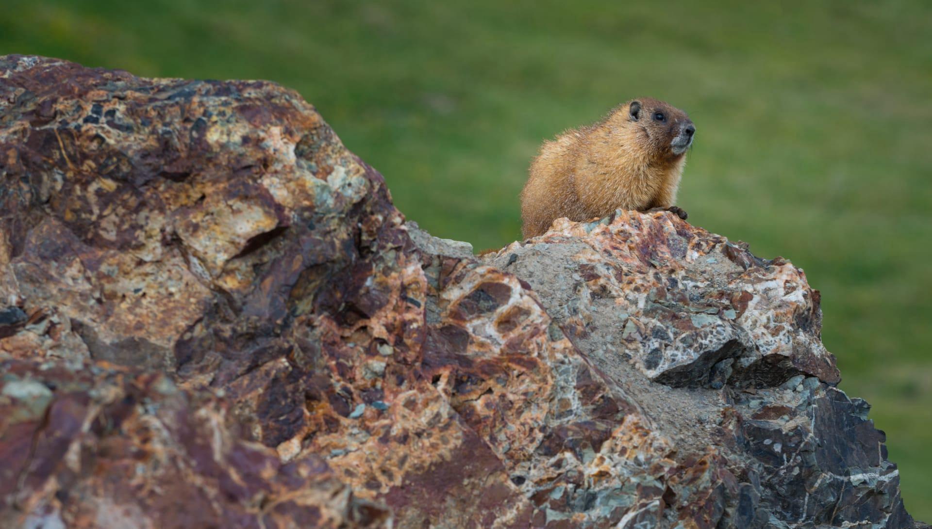 Yellow bellied marmot pictures