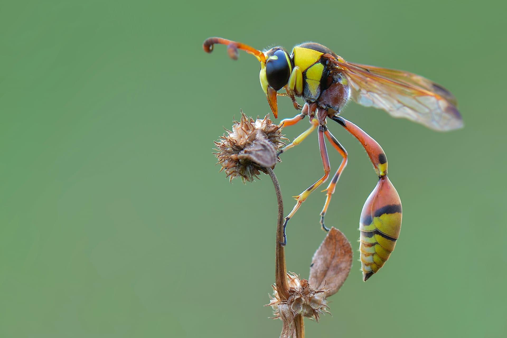 Yellow jacket wasp pictures