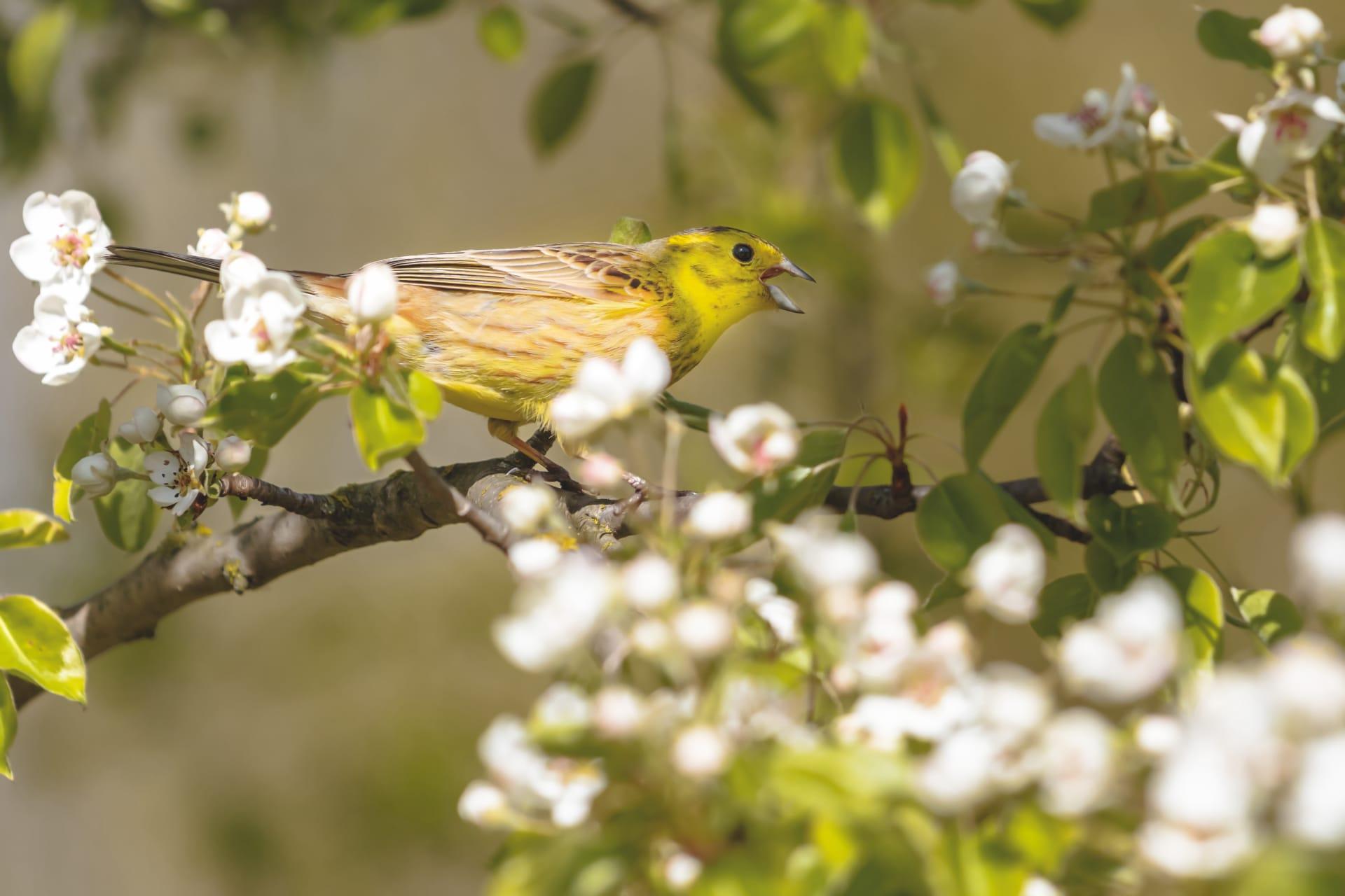 Yellowhammer pictures