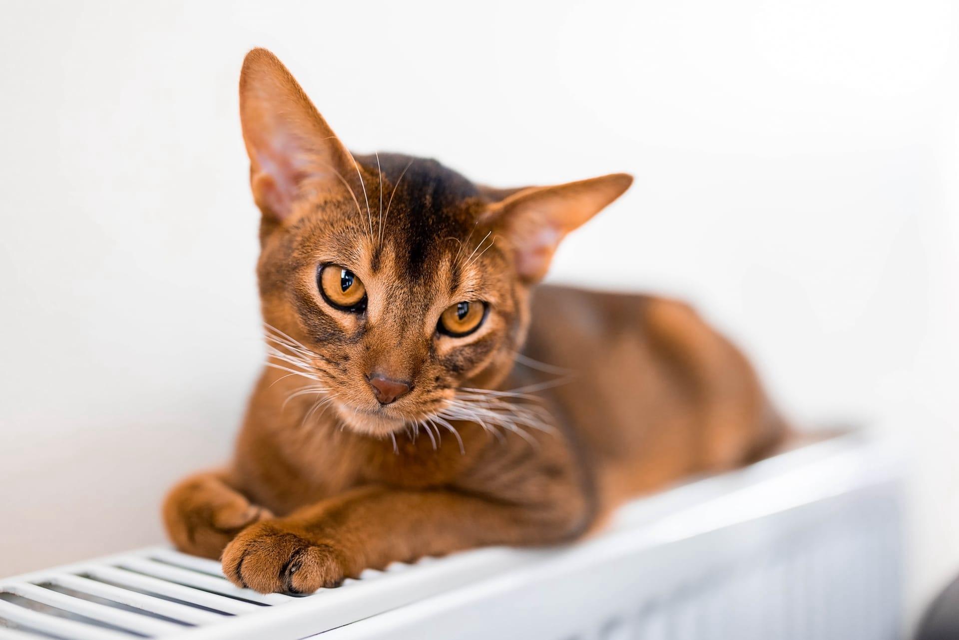 Abyssinian cat pictures