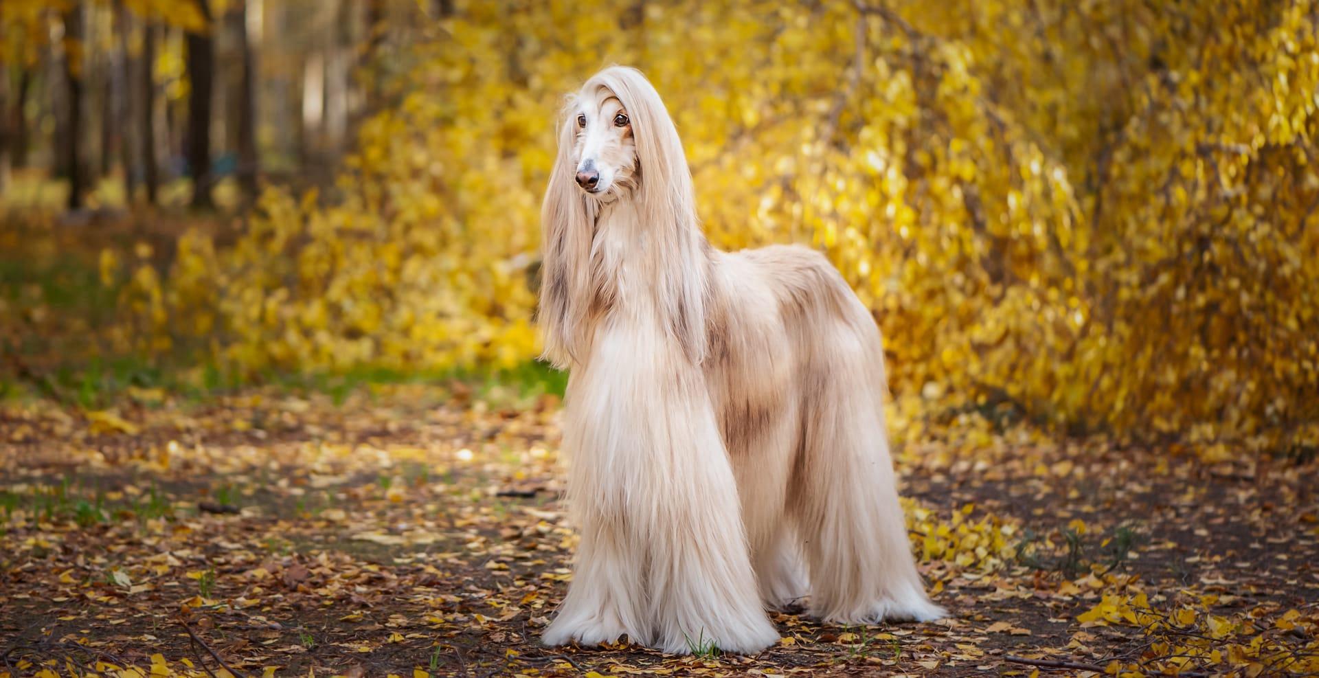 Afghan hound pictures
