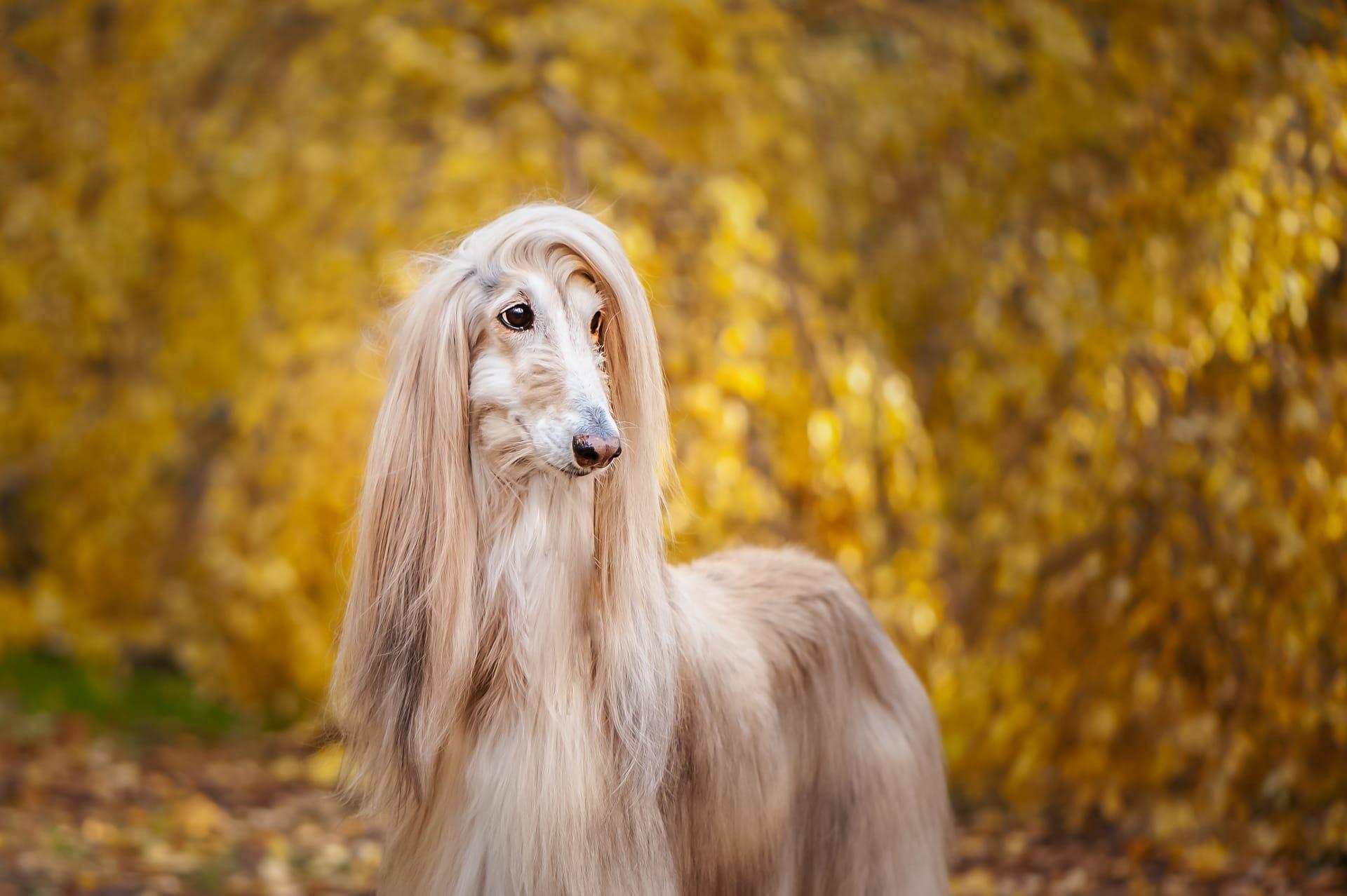 Afghan hound pictures